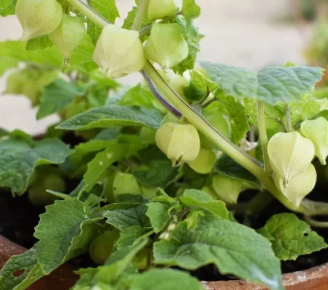 Cossack scrn grb.jpg