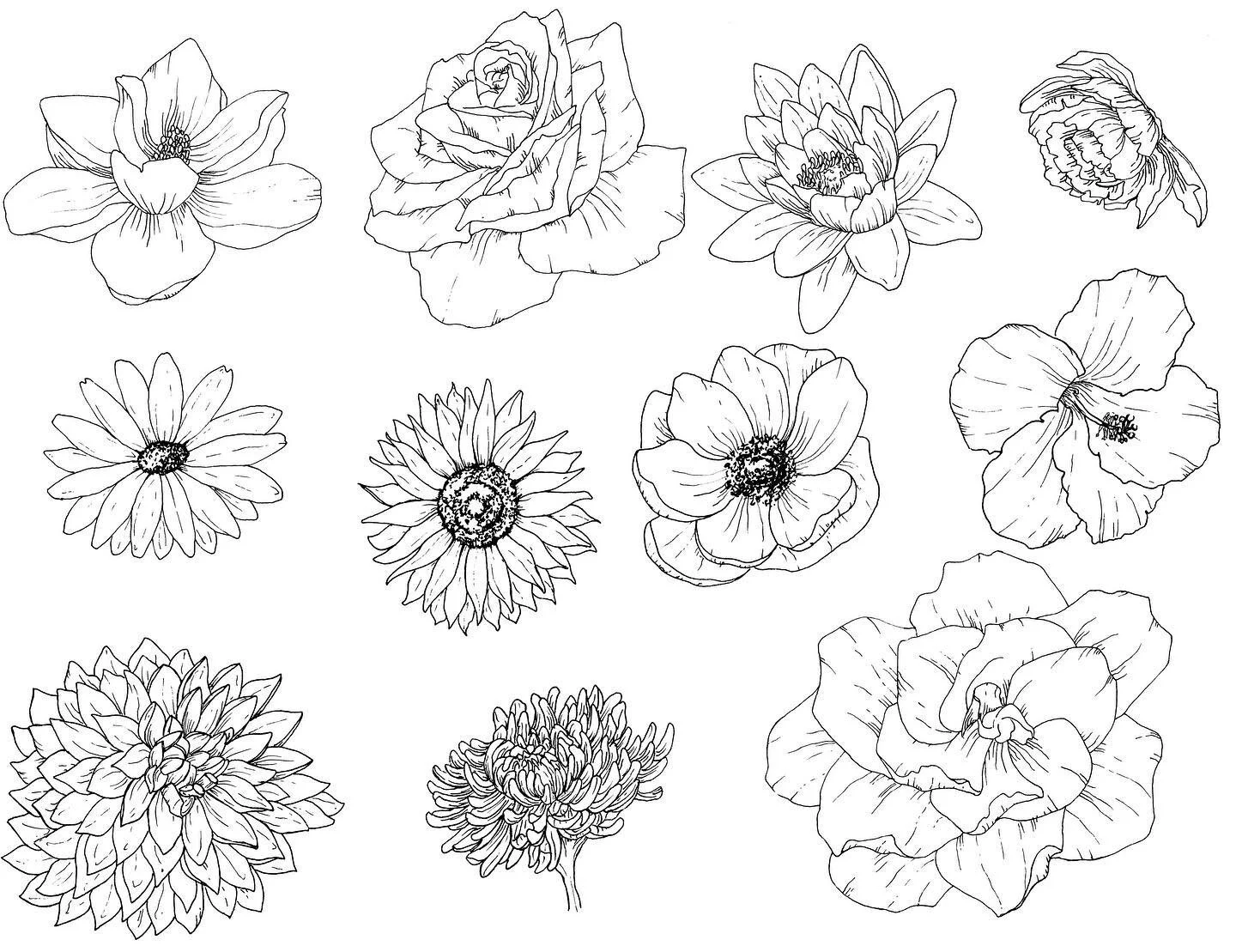 One of my favorite image archives: Flora 🌸