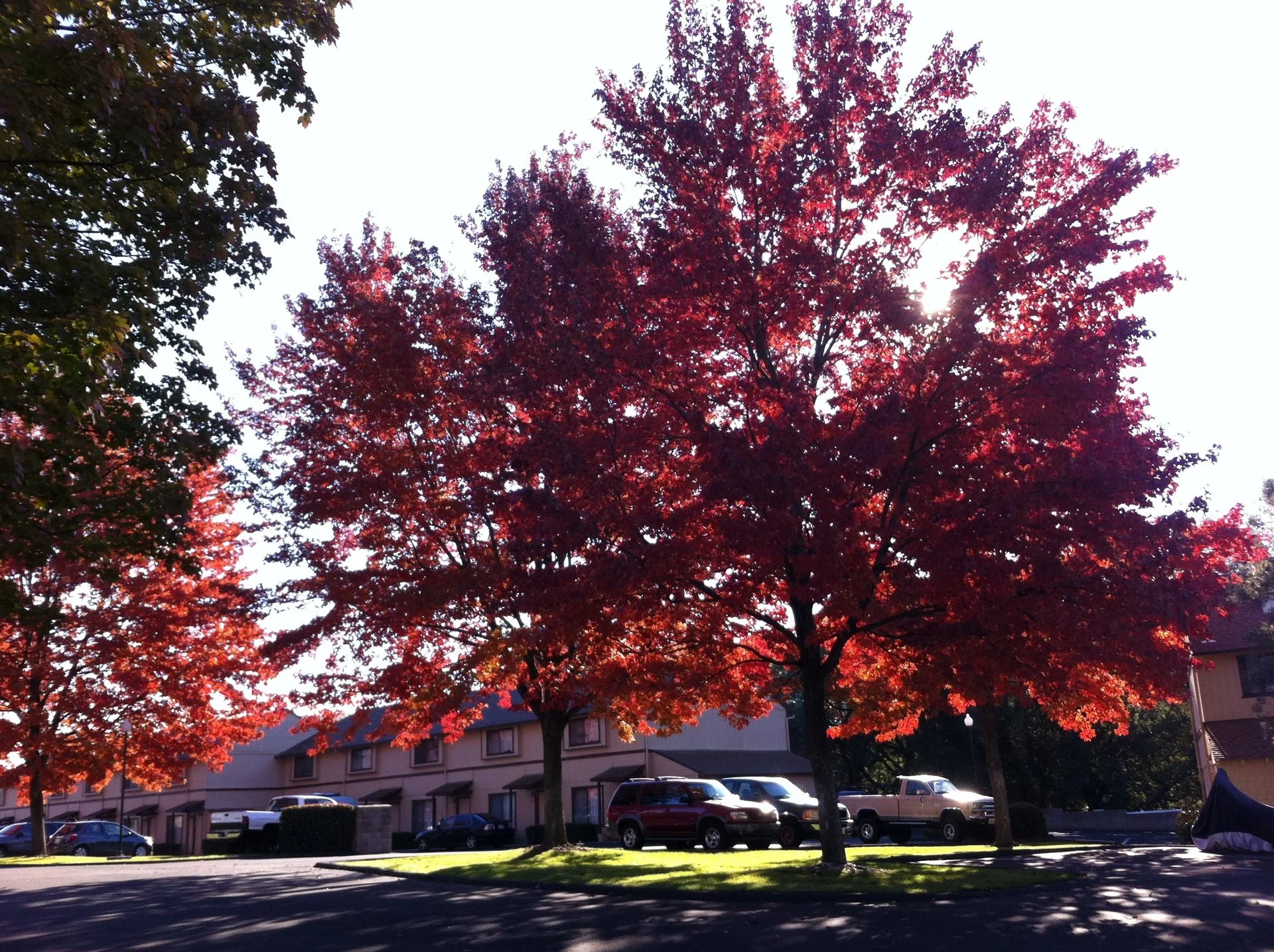 View of maple trees in Fall season