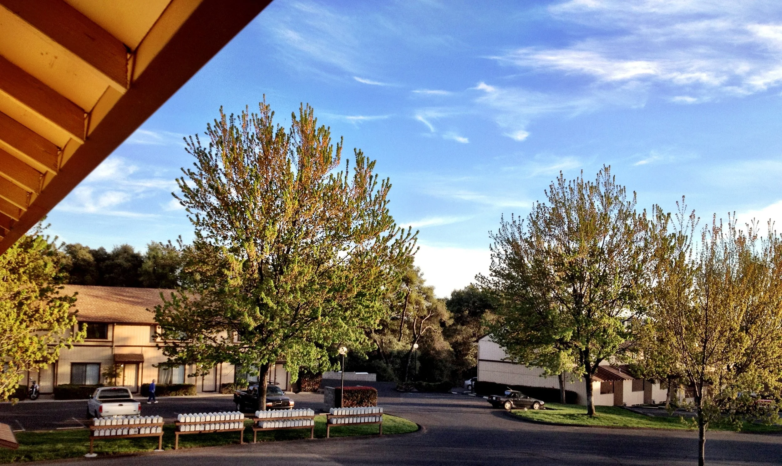 View of trees and building exterior in summer season