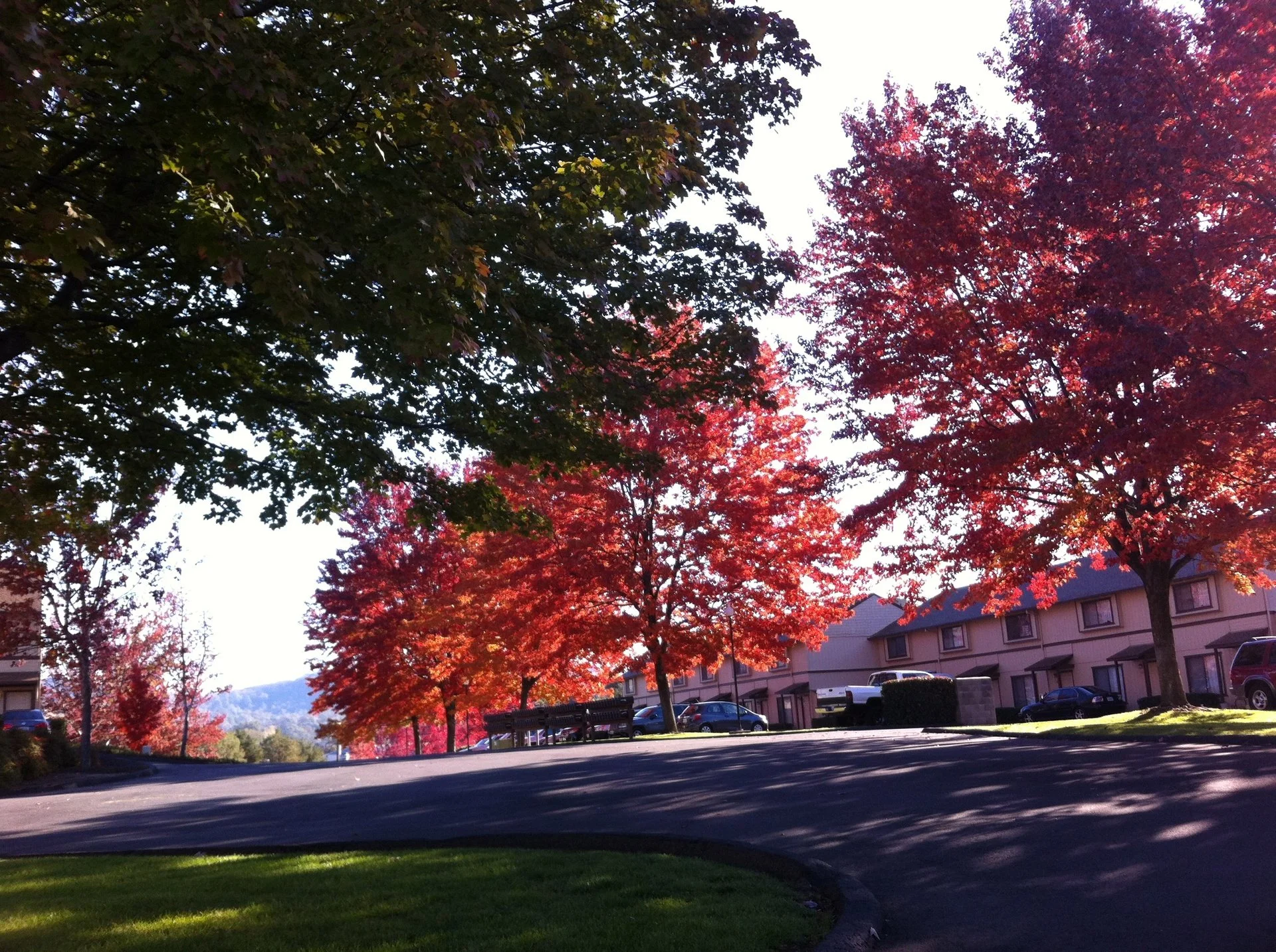 View of trees along entry driveway in Fall season