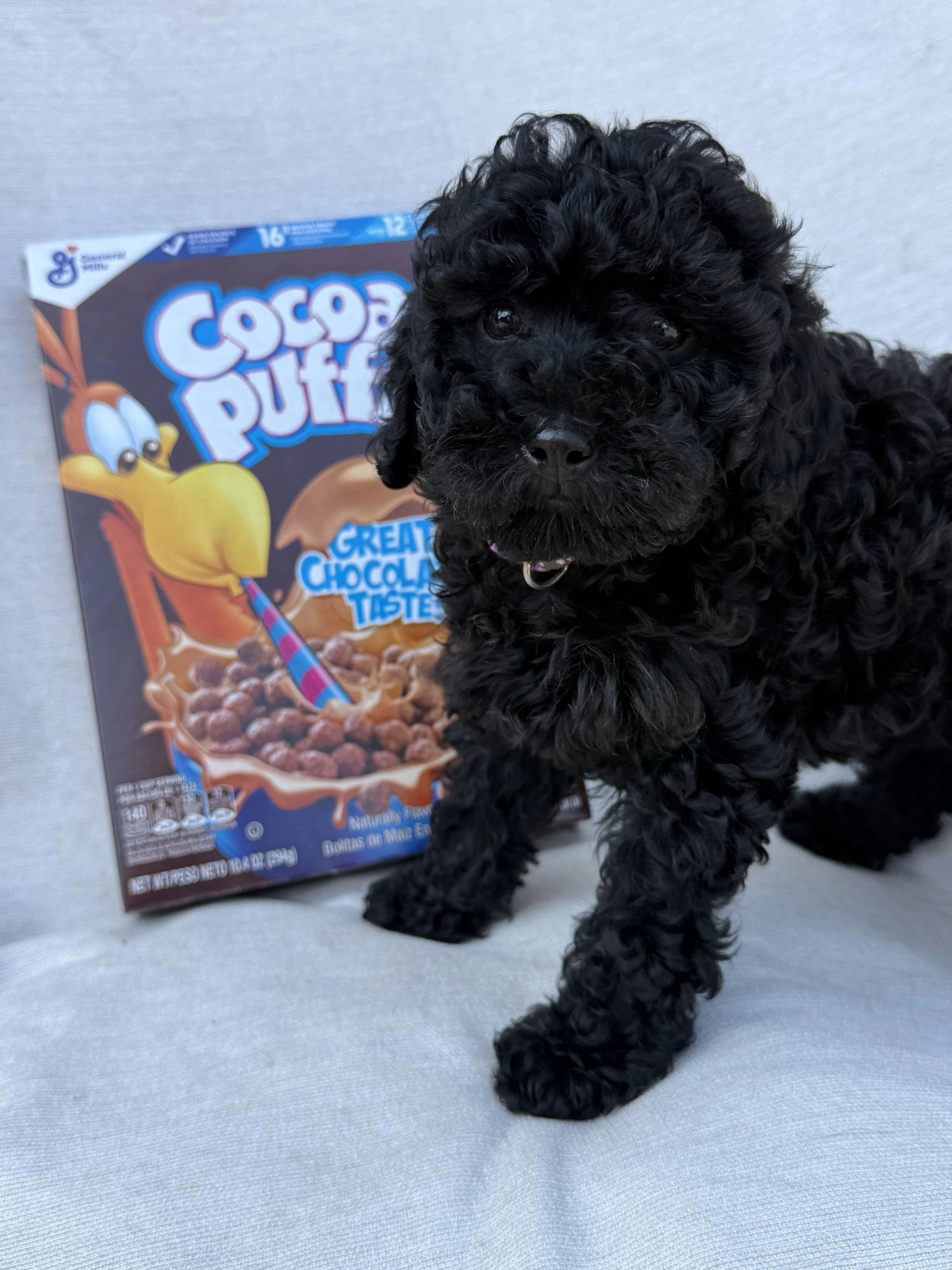 petite golden mountain doodle puppy for sale in the Seattle, WA area