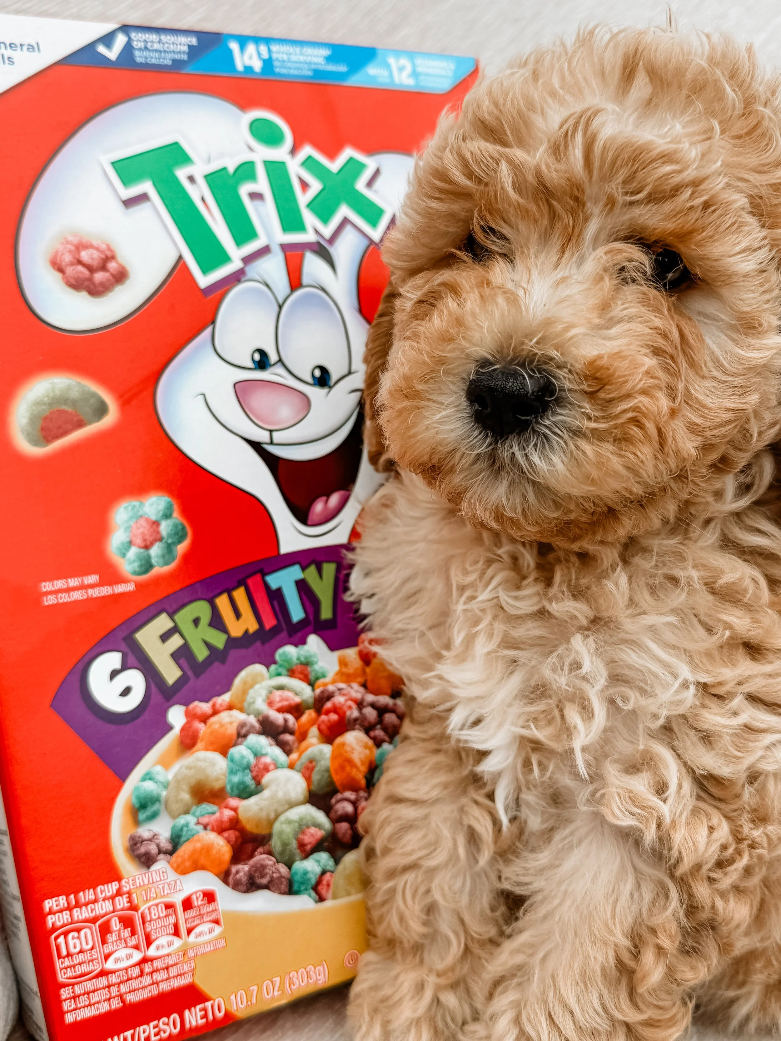 mini golden mountain doodle puppy for sale in the Seattle, WA area