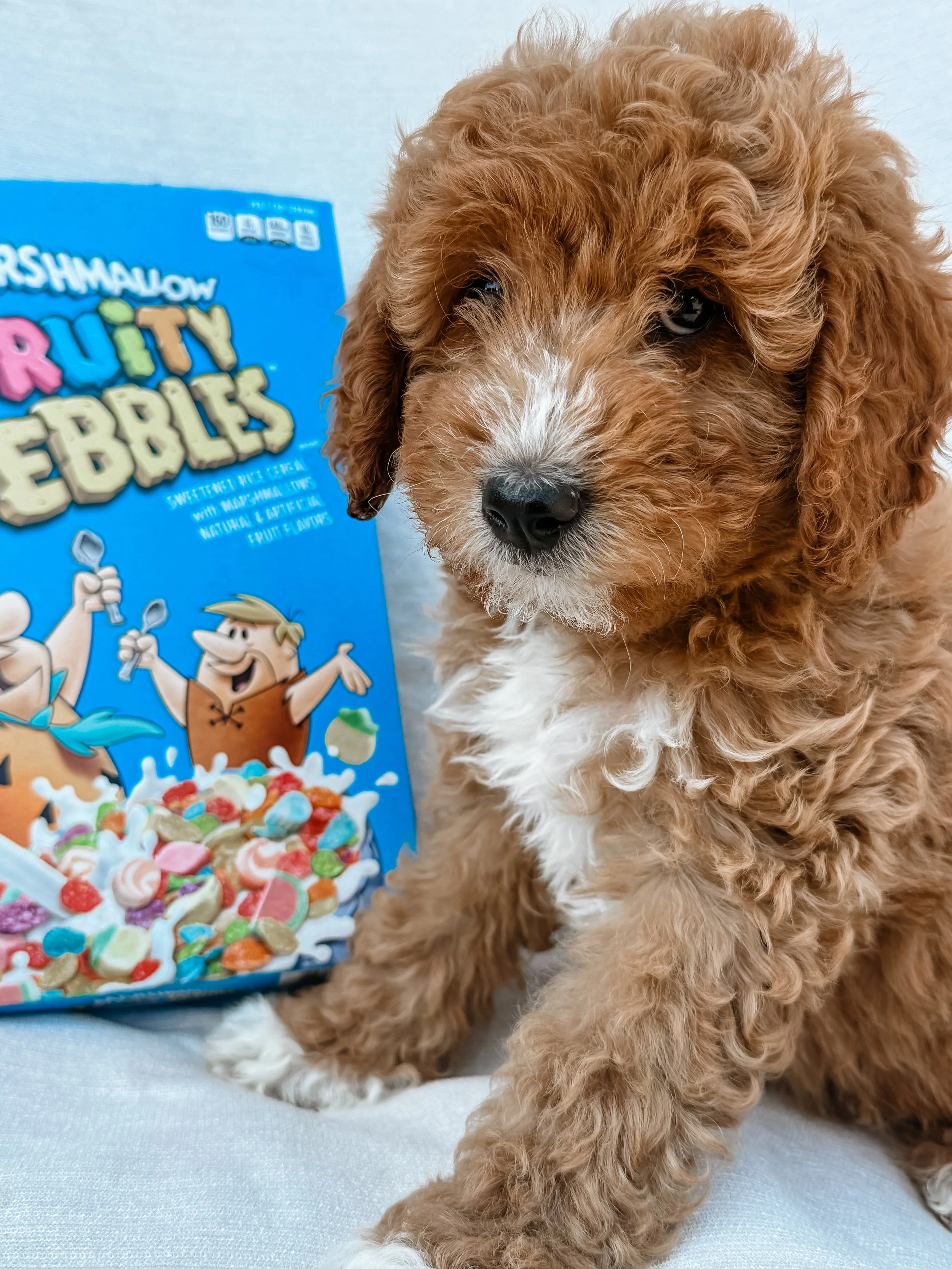 mini golden mountain doodle puppy for sale in the Seattle, WA area