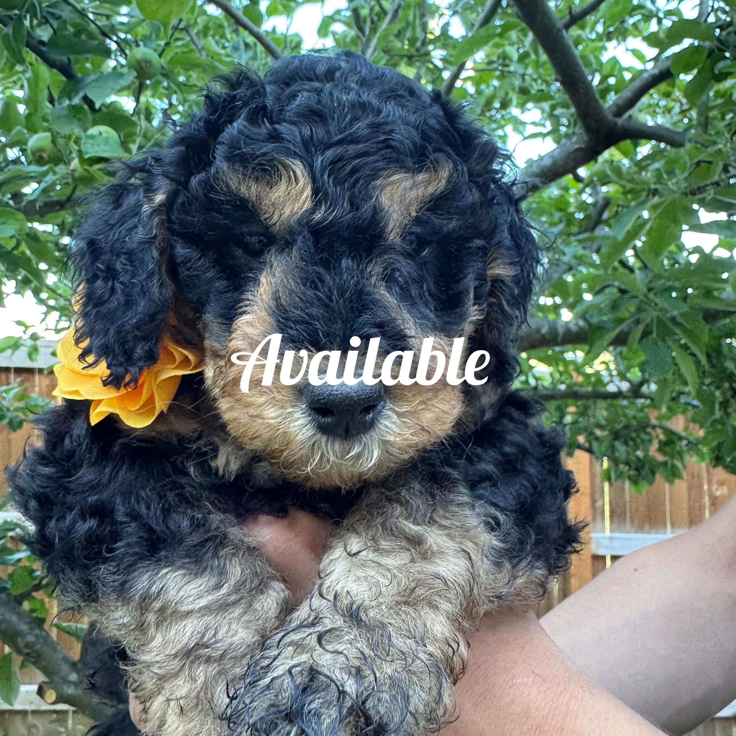mini golden mountain doodle pup for Sale in the Seattle, WA area 2026 Summer