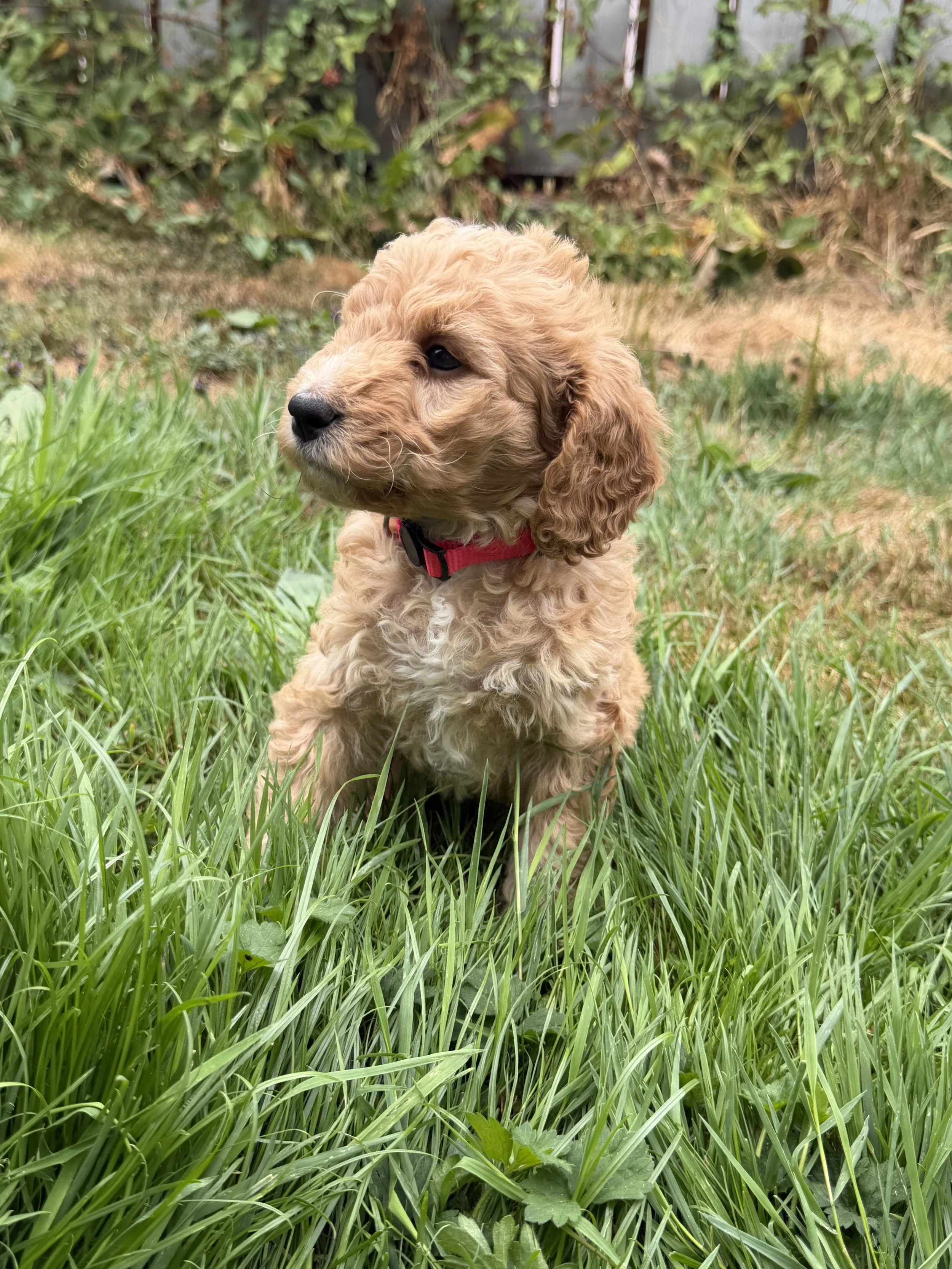 mini golden mountain doodle for sale in the Seattle, WA area, take home September