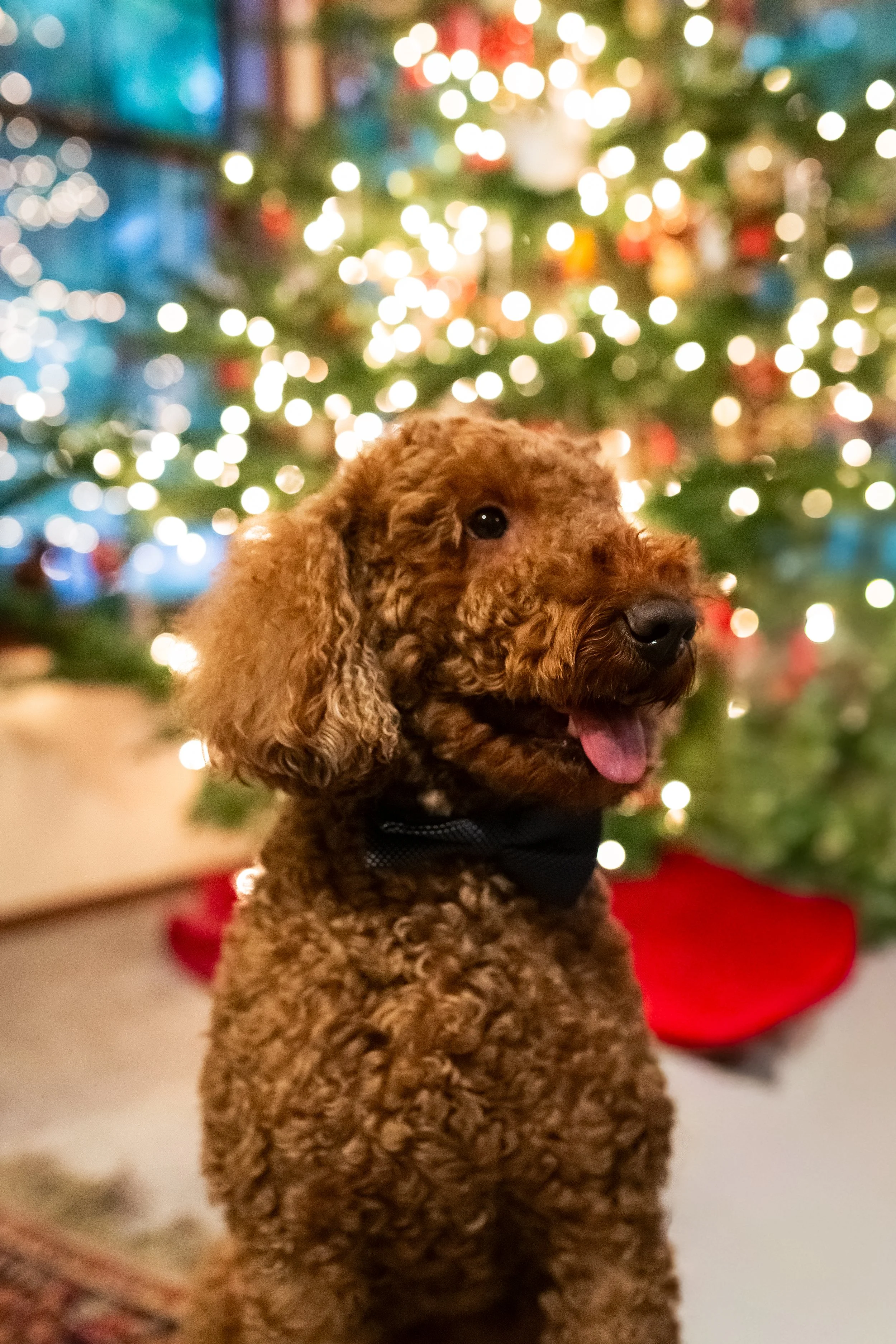 F1b red mini goldendoodle stud