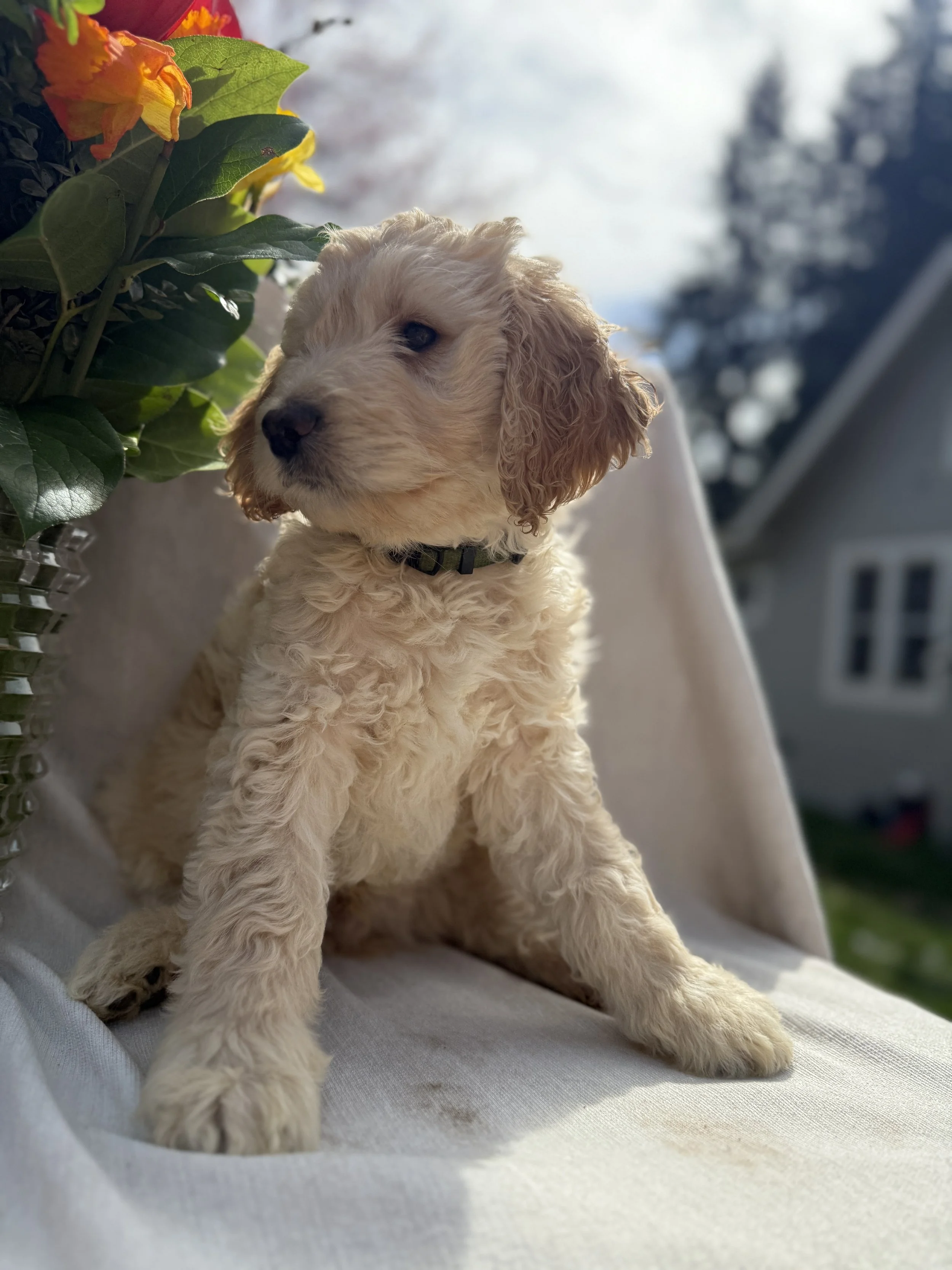 f1b medium goldendoodle for sale in the Seattle, WA area for April take home 2026