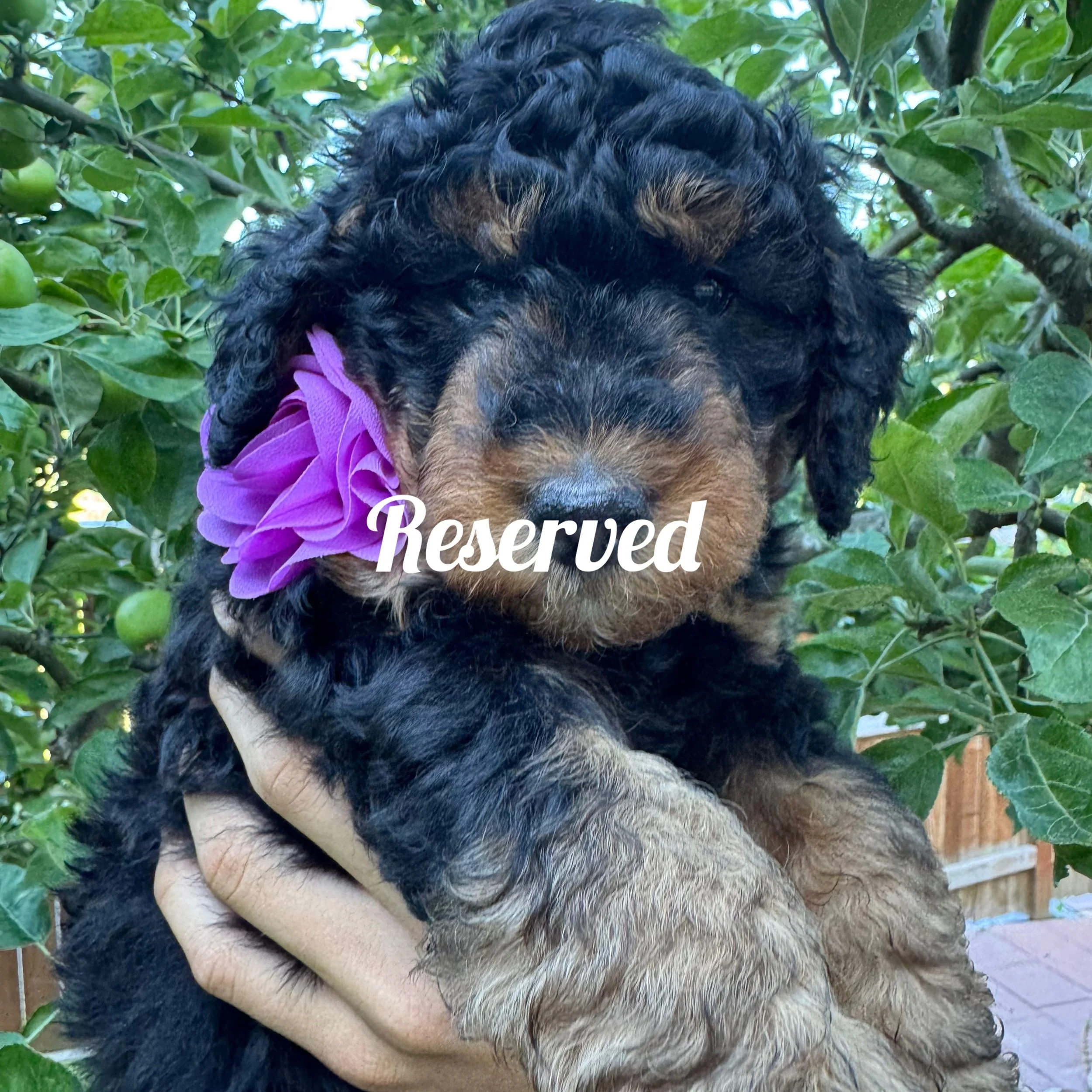 mini golden mountain doodle pup for Sale in the Seattle, WA area 2026 Summer