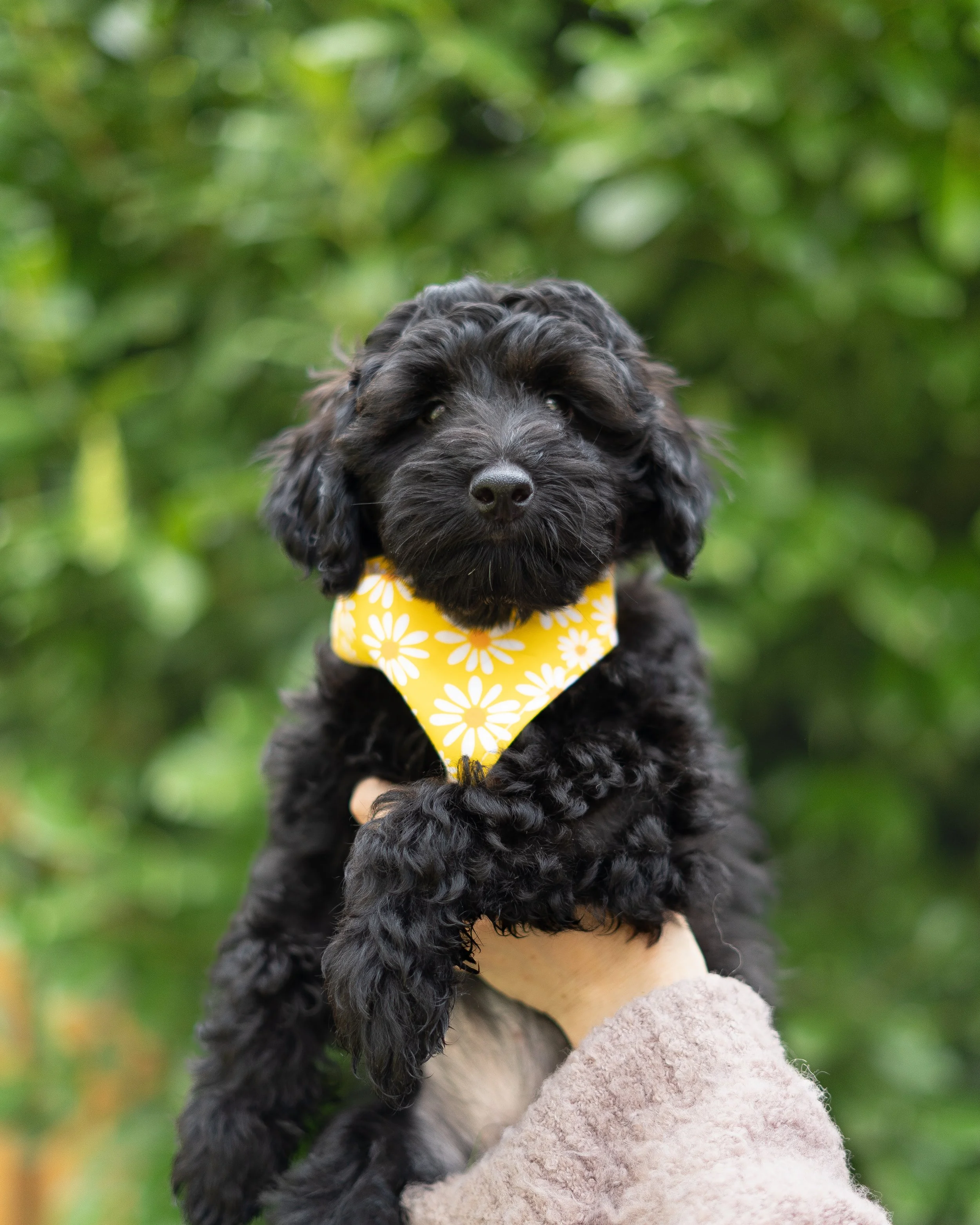 F1bb mini or petite apricot goldendoodle puppy for sale in the Seattle, WA area