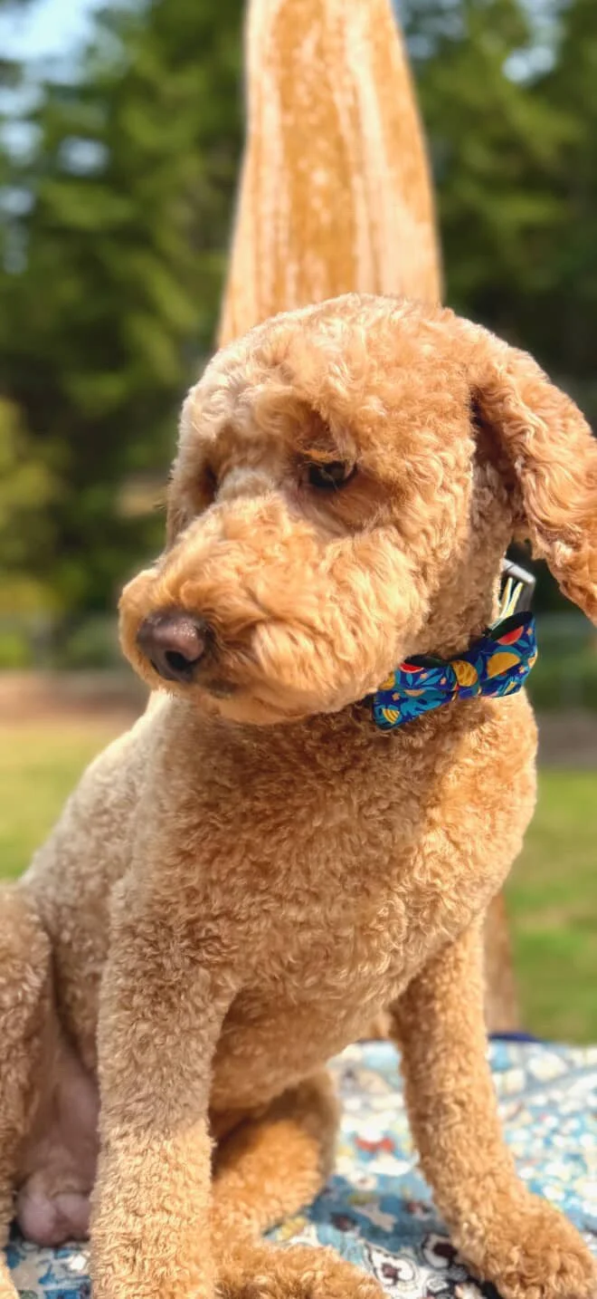 red mini goldendoodle stud