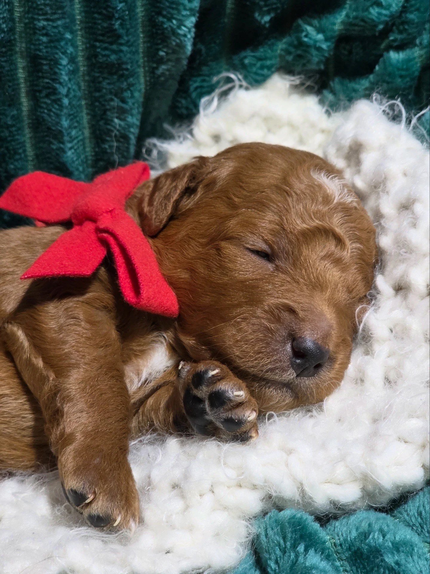 mini red golden doodle for sale in the Seattle, WA , ready to take home in February or Valentine's weekend 2026