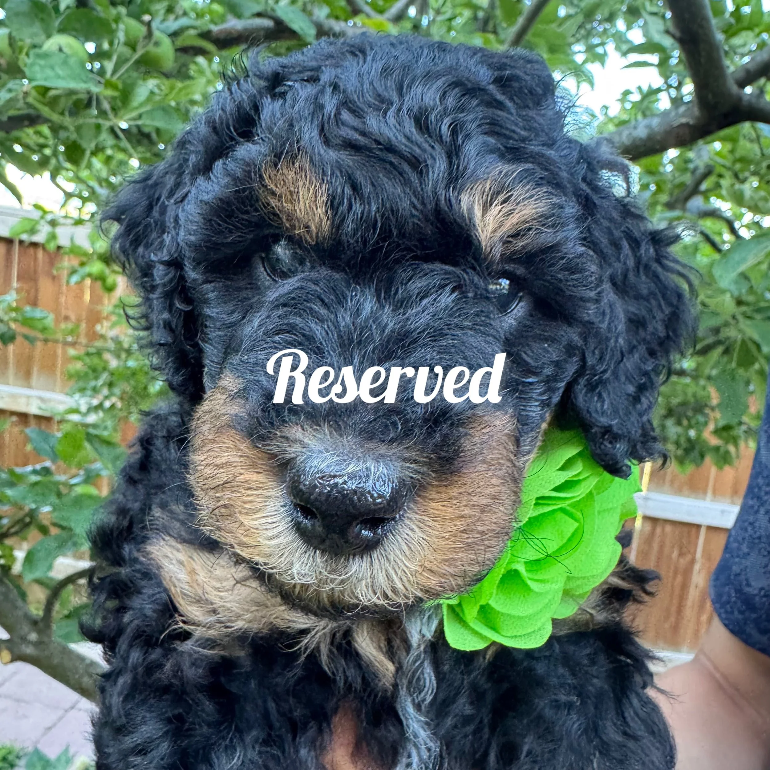 mini golden mountain doodle pup for Sale in the Seattle, WA area 2026 Summer