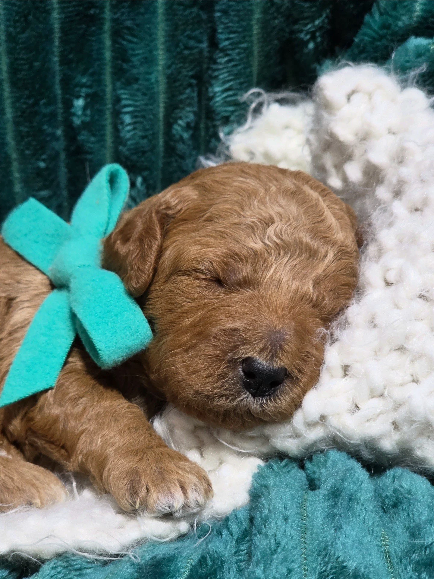 mini red golden doodle for sale in the Seattle, WA , ready to take home in February or Valentine's weekend 2026