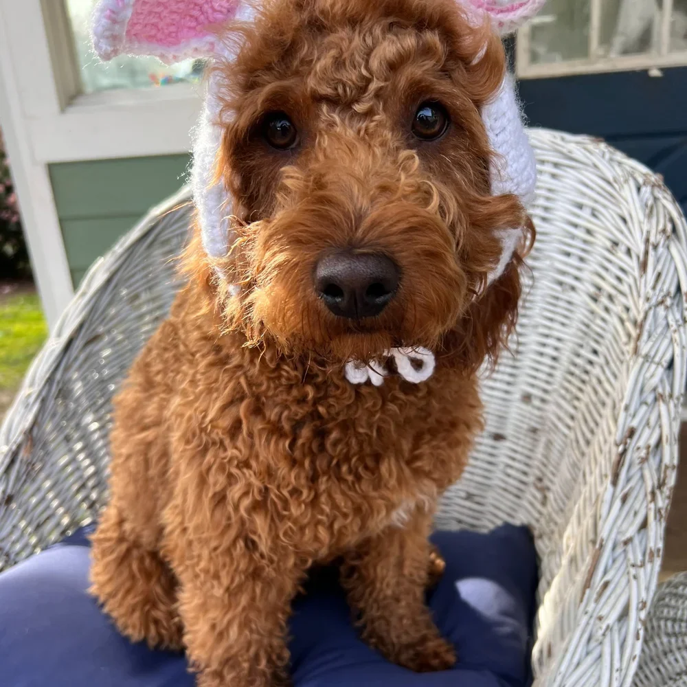 red mini goldendoodle puppy for sale in the Seattle, WA area 2026