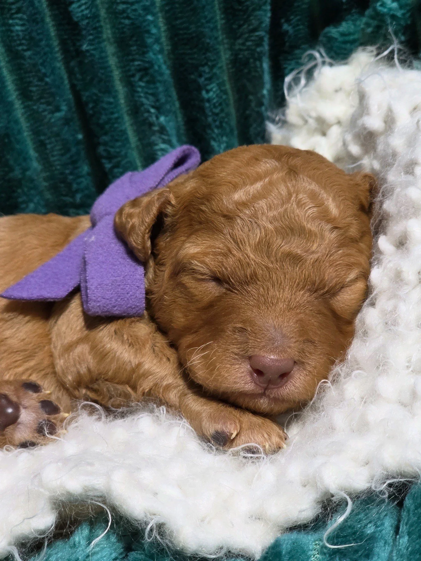 mini red golden doodle for sale in the Seattle, WA , ready to take home in February or Valentine's weekend 2026