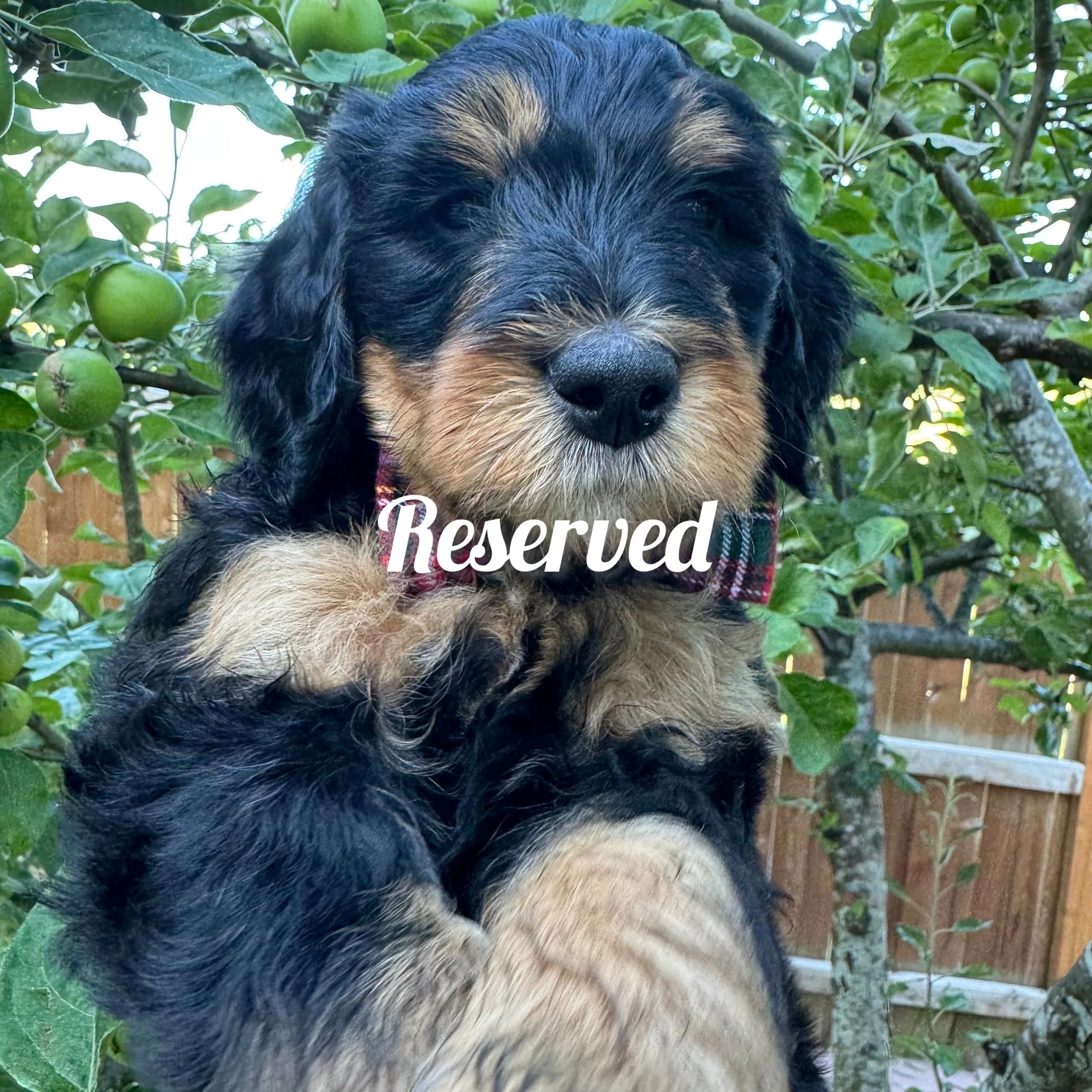 mini golden mountain doodle pup for Sale in the Seattle, WA area 2026 Summer