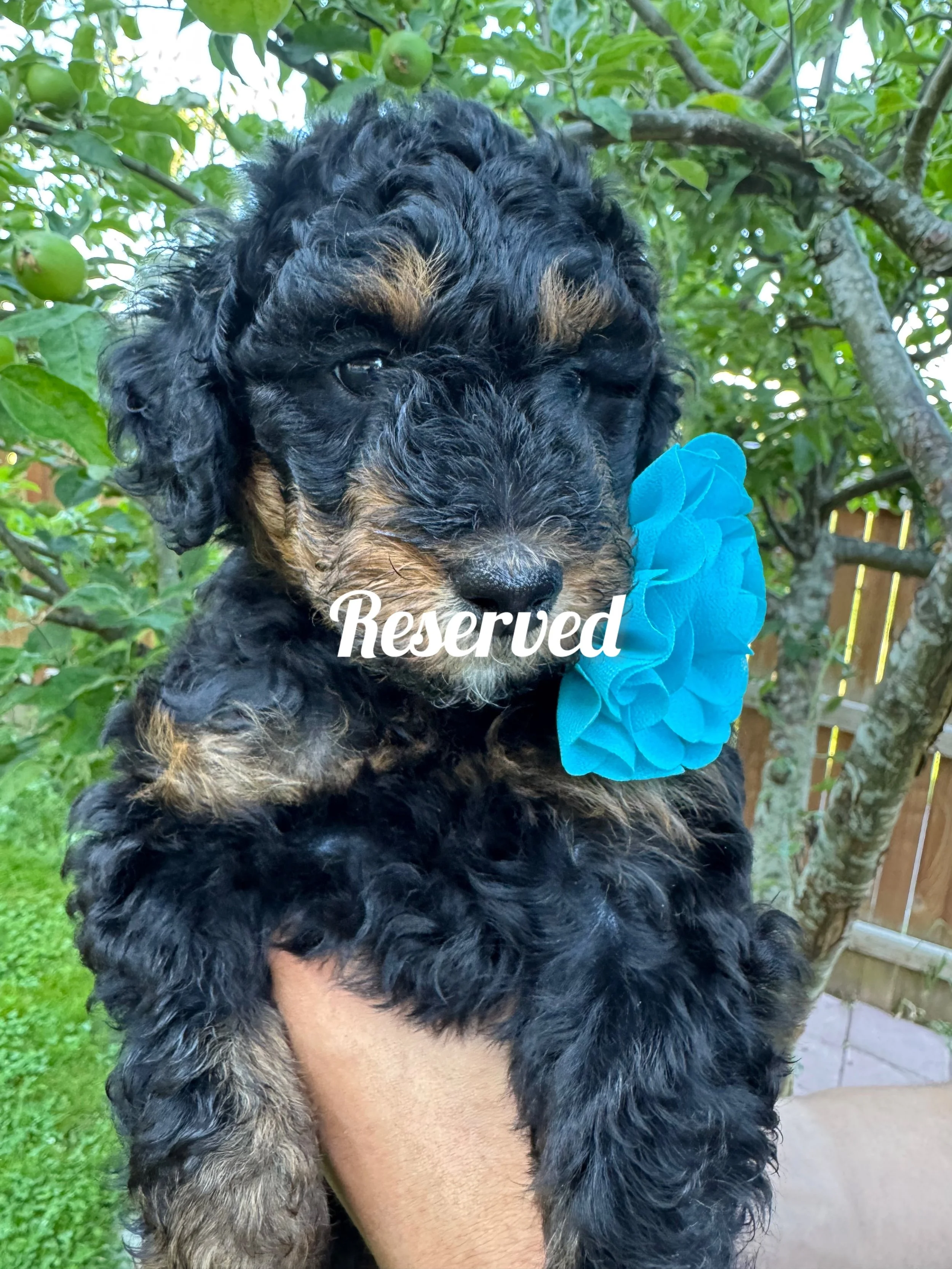 mini golden mountain doodle pup for Sale in the Seattle, WA area 2026 Summer