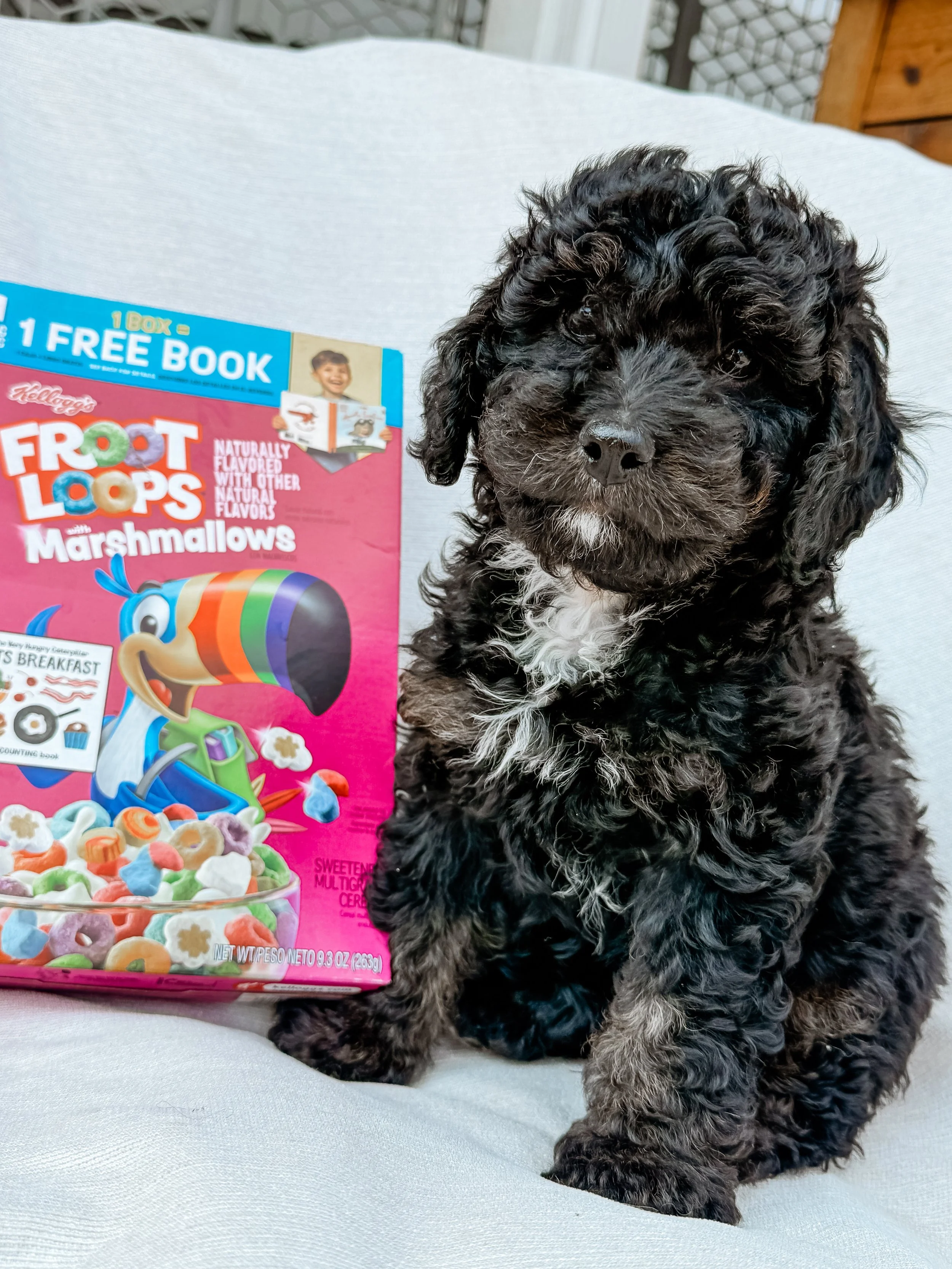 mini golden mountain doodle puppy for sale in the Seattle, WA area