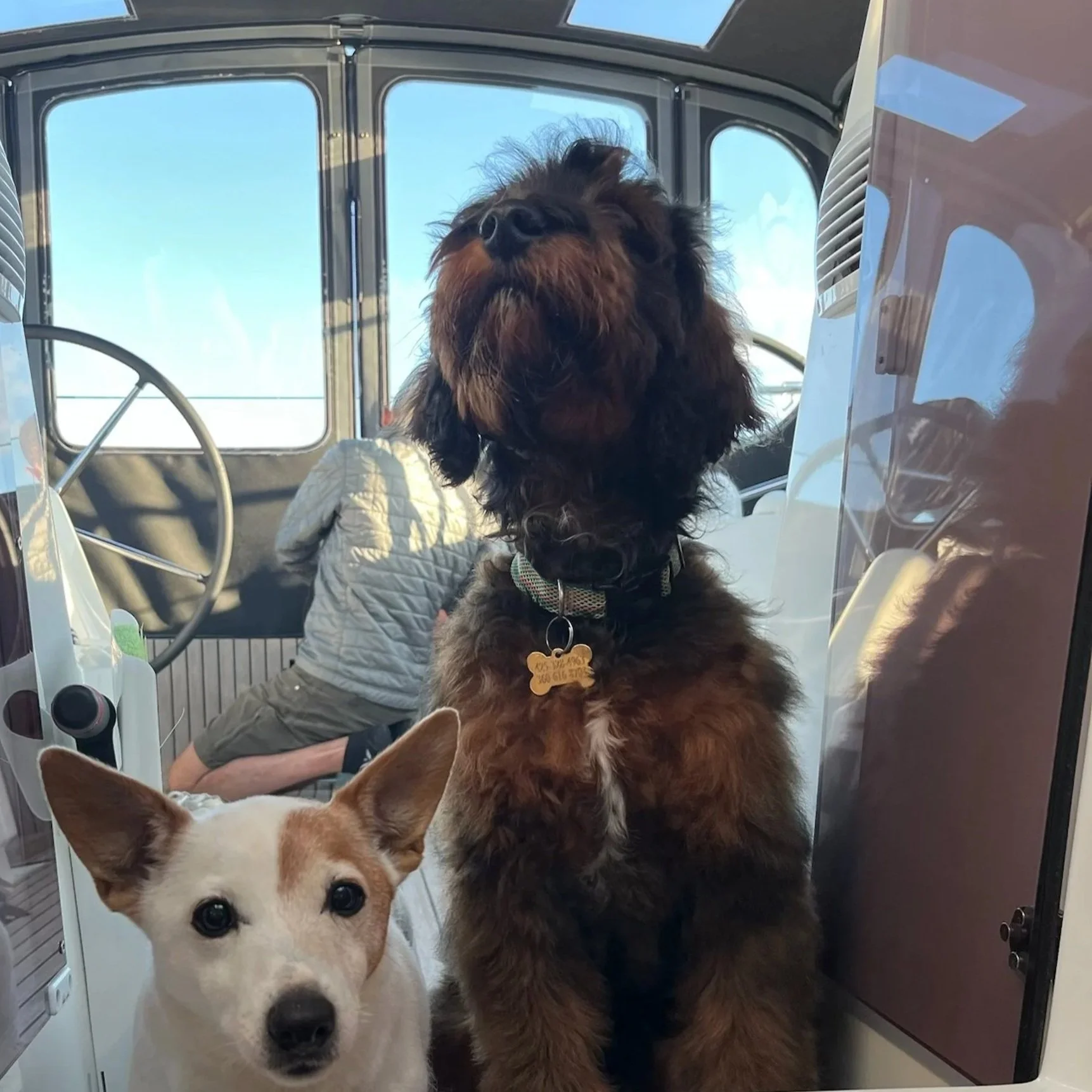 mini or petite apricot goldendoodle puppy for sale in the Seattle, WA area