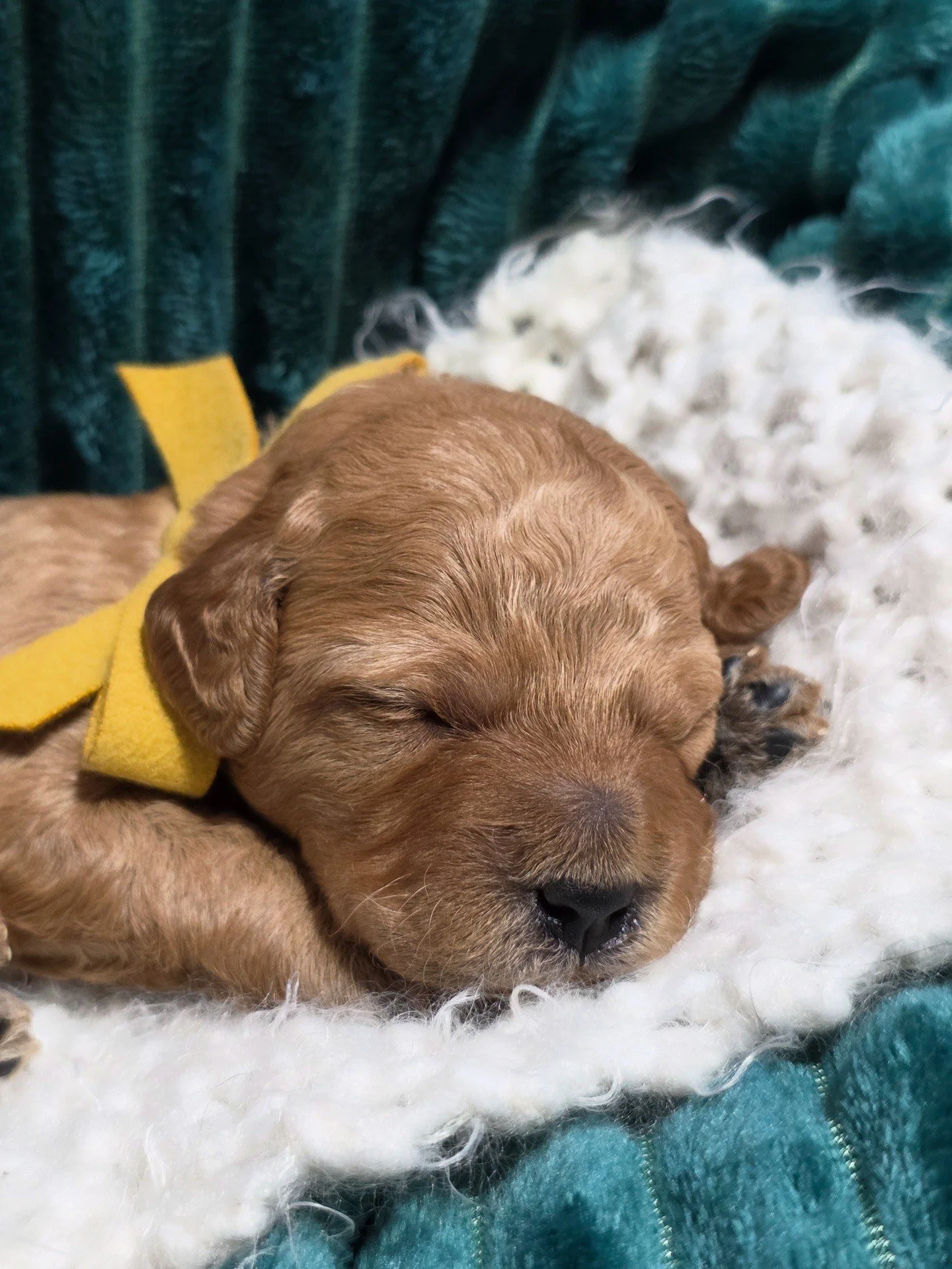 mini red golden doodle for sale in the Seattle, WA , ready to take home in February or Valentine's weekend 2026