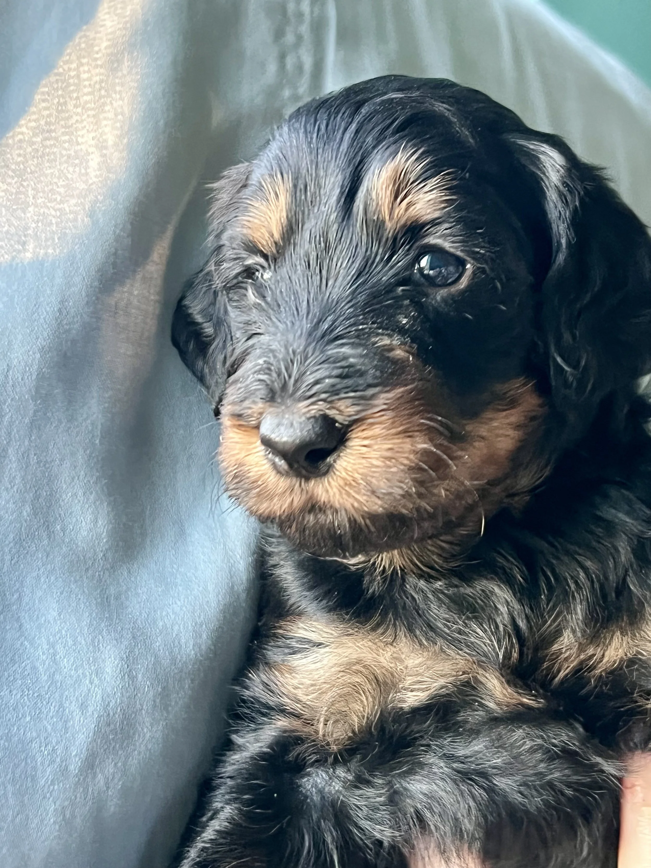 mini or petite apricot goldendoodle puppy for sale in the Seattle, WA area