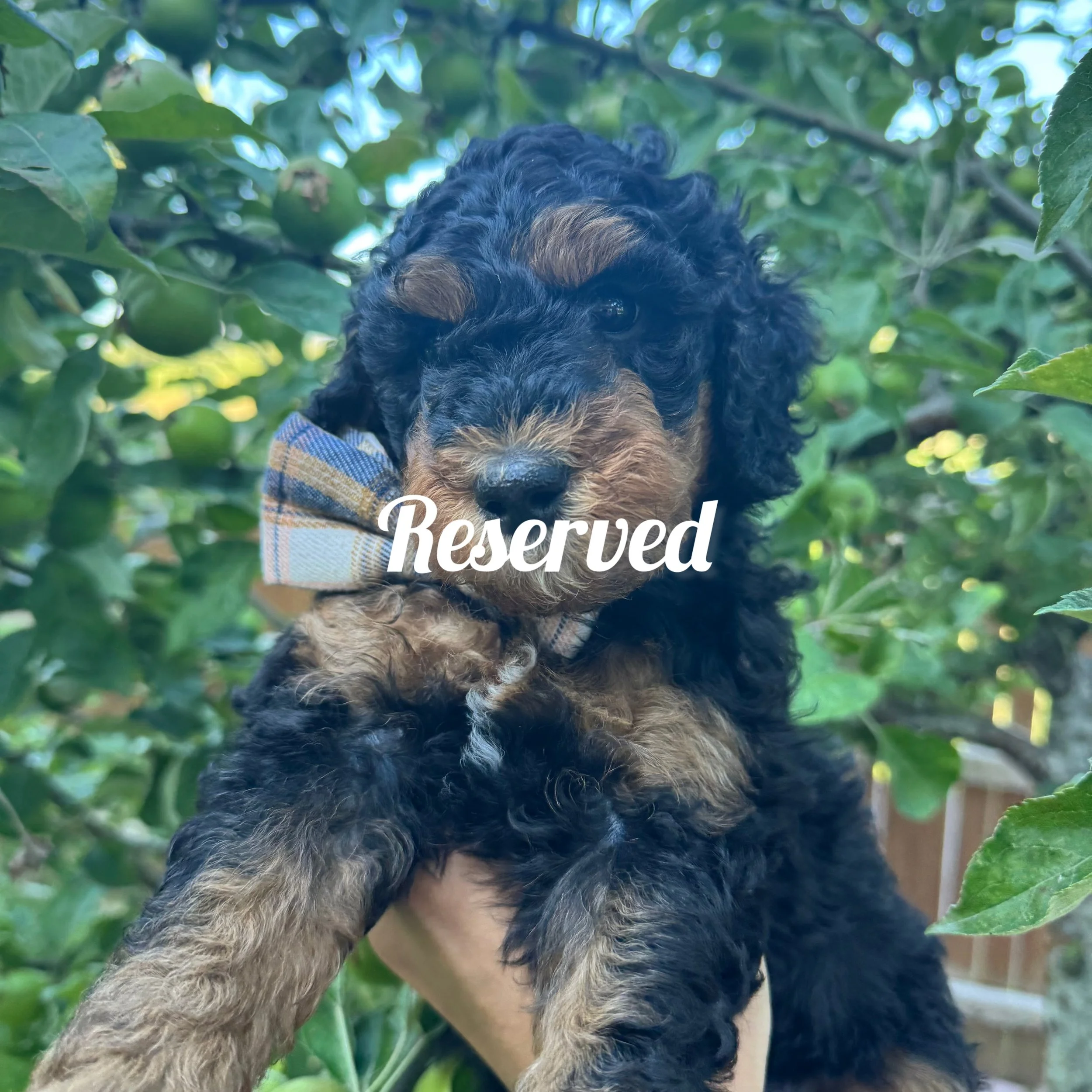 mini golden mountain doodle pup for Sale in the Seattle, WA area 2026 Summer