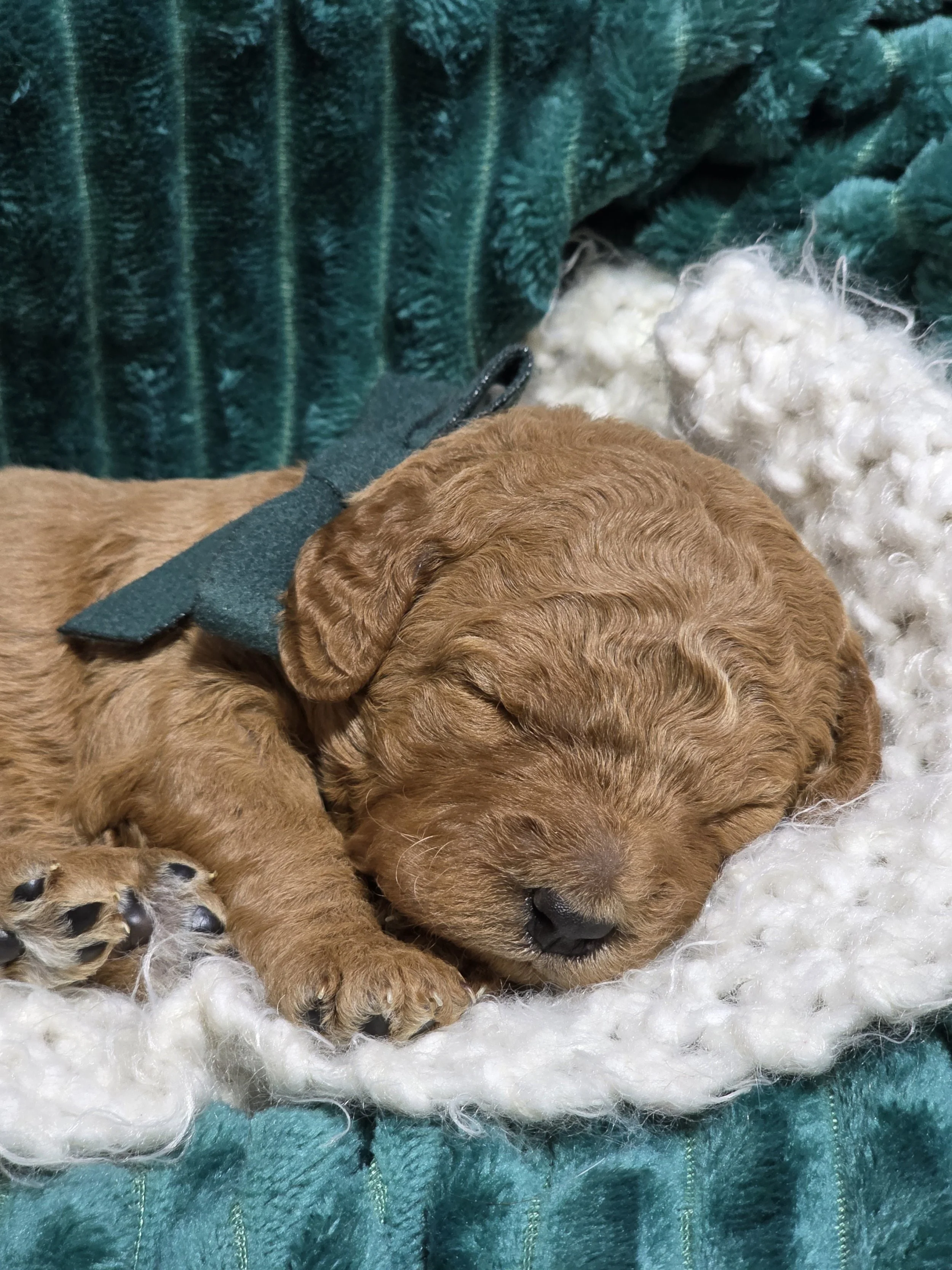 mini red golden doodle for sale in the Seattle, WA , ready to take home in February or Valentine's weekend 2026