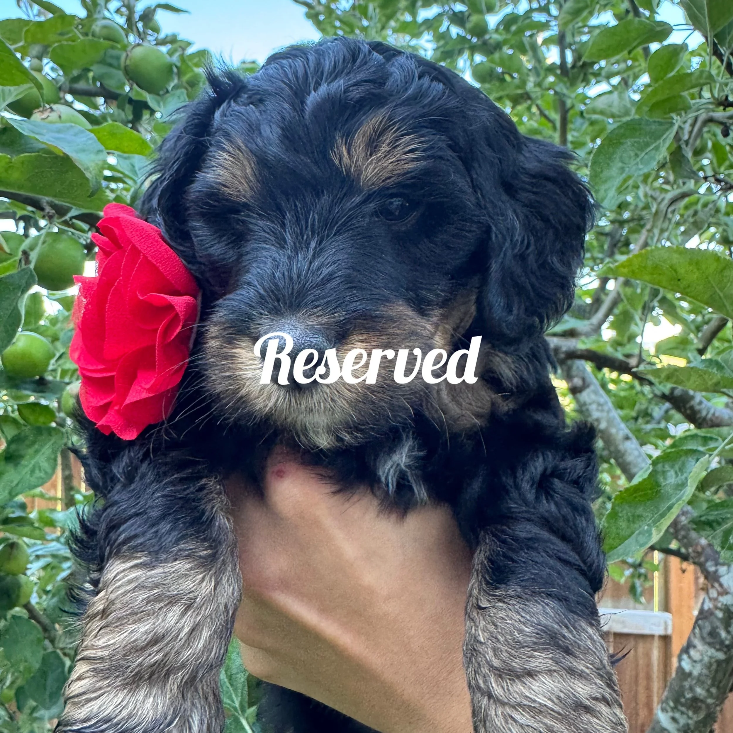 mini golden mountain doodle pup for Sale in the Seattle, WA area 2026 Summer