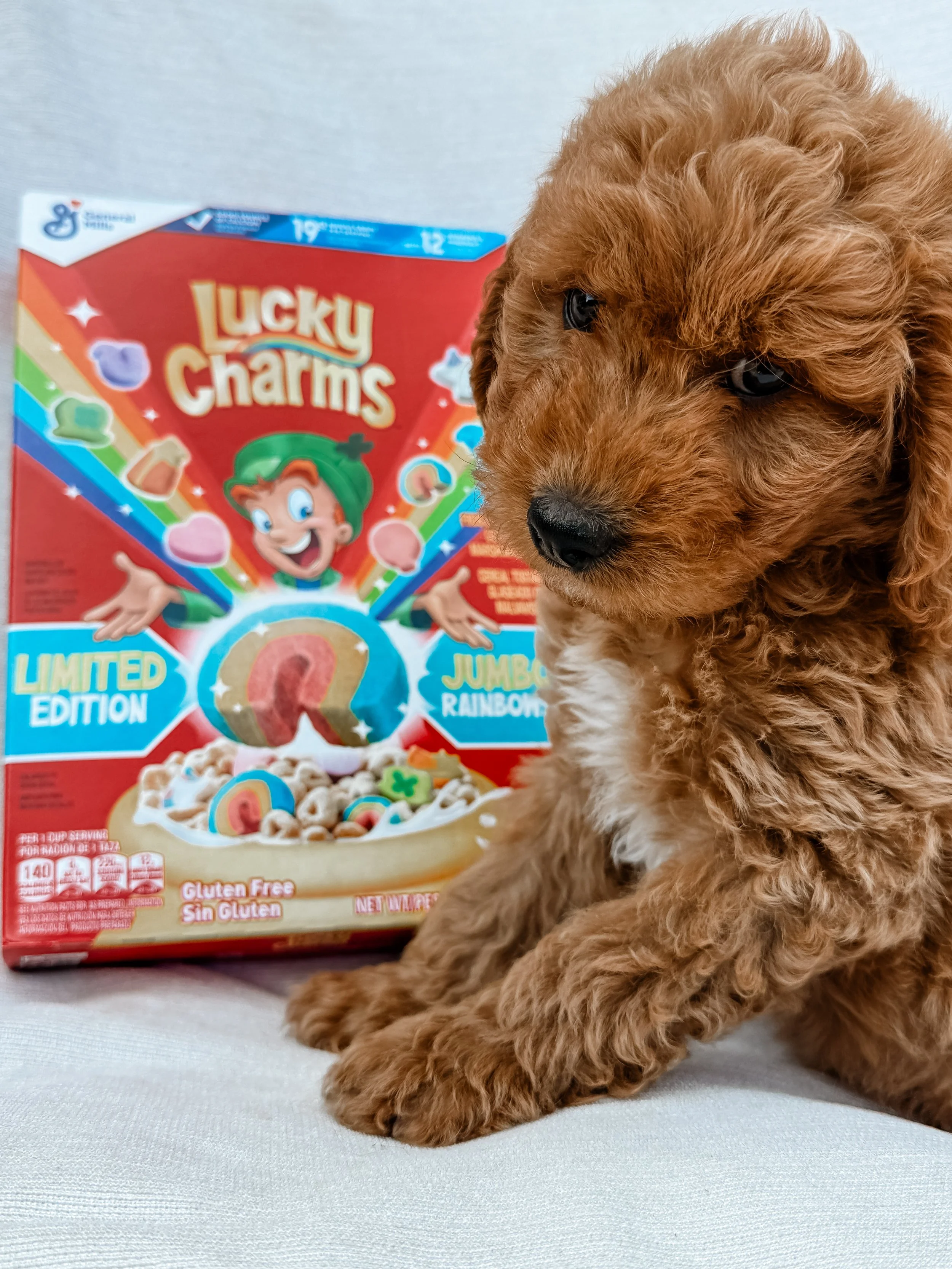 mini golden mountain doodle puppy for sale in the Seattle, WA area