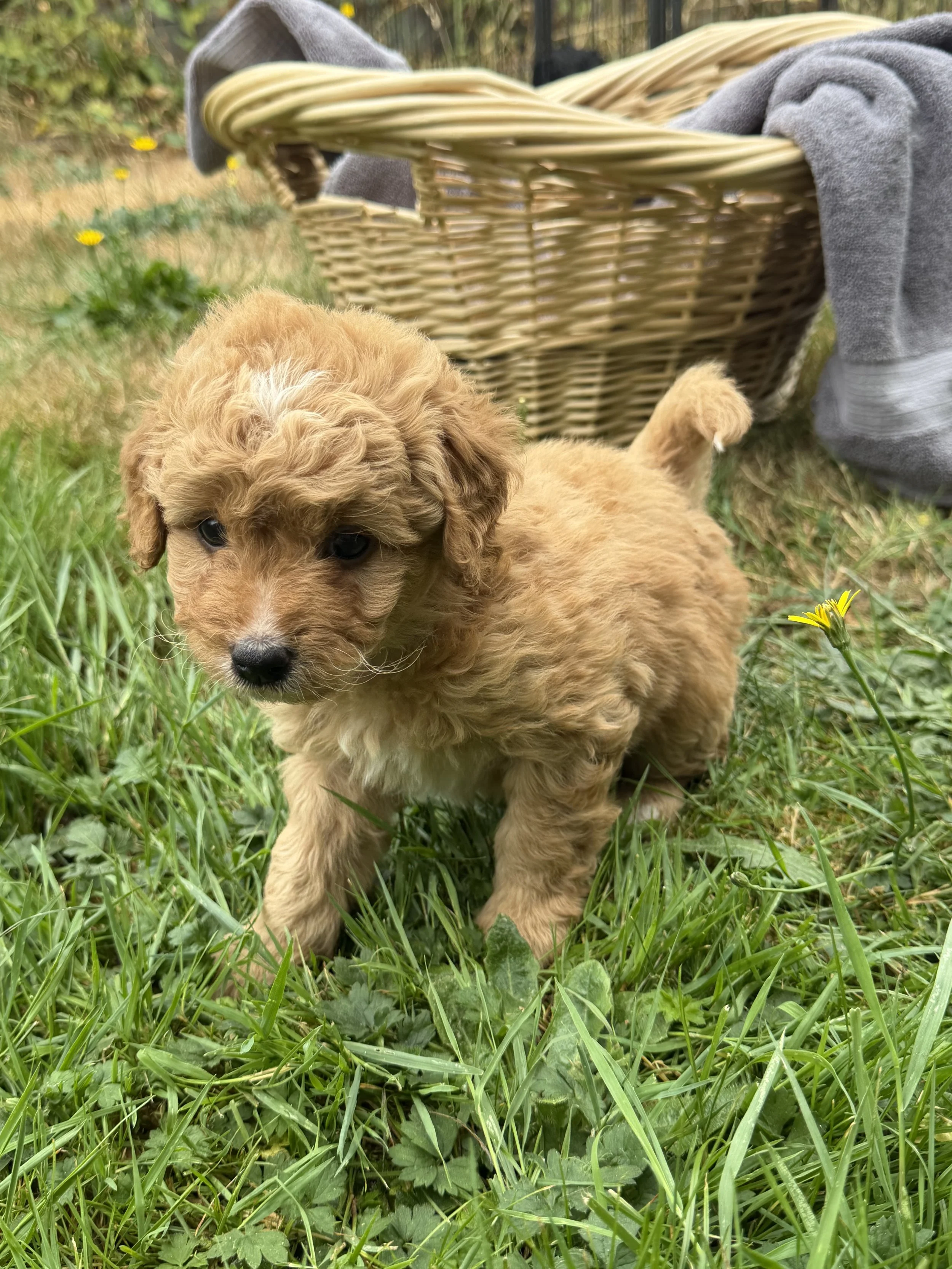 mini golden mountain doodle for sale in the Seattle, WA area, take home September