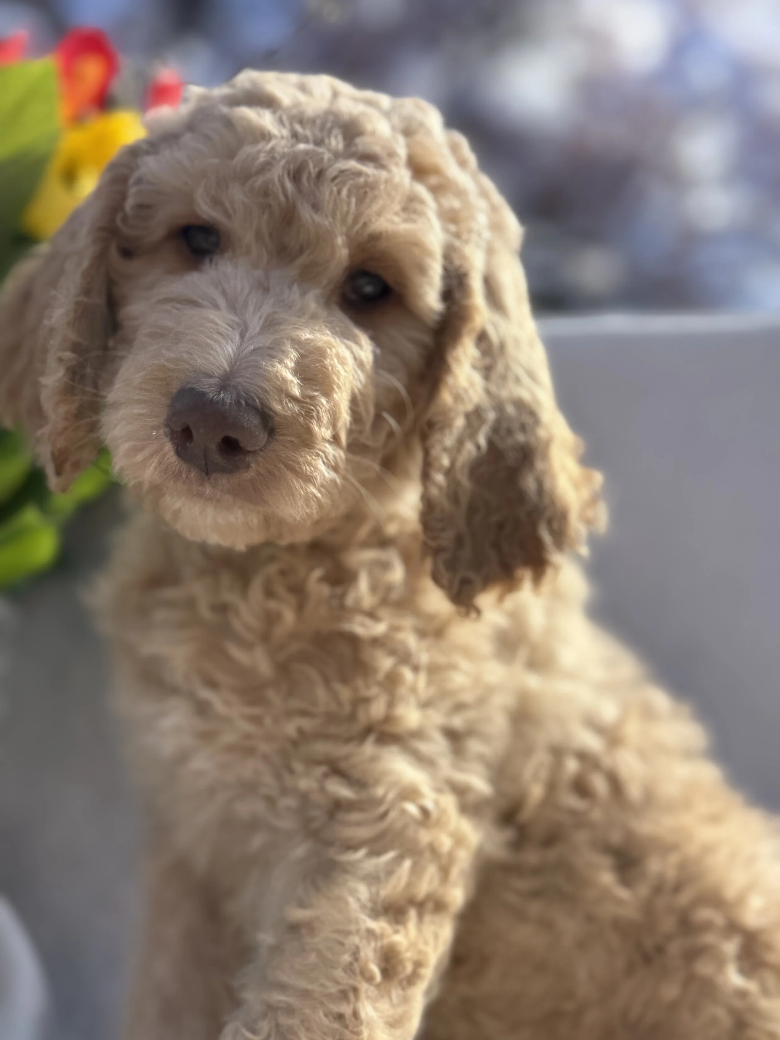 f1b medium goldendoodle for sale in the Seattle, WA area for April take home 2026