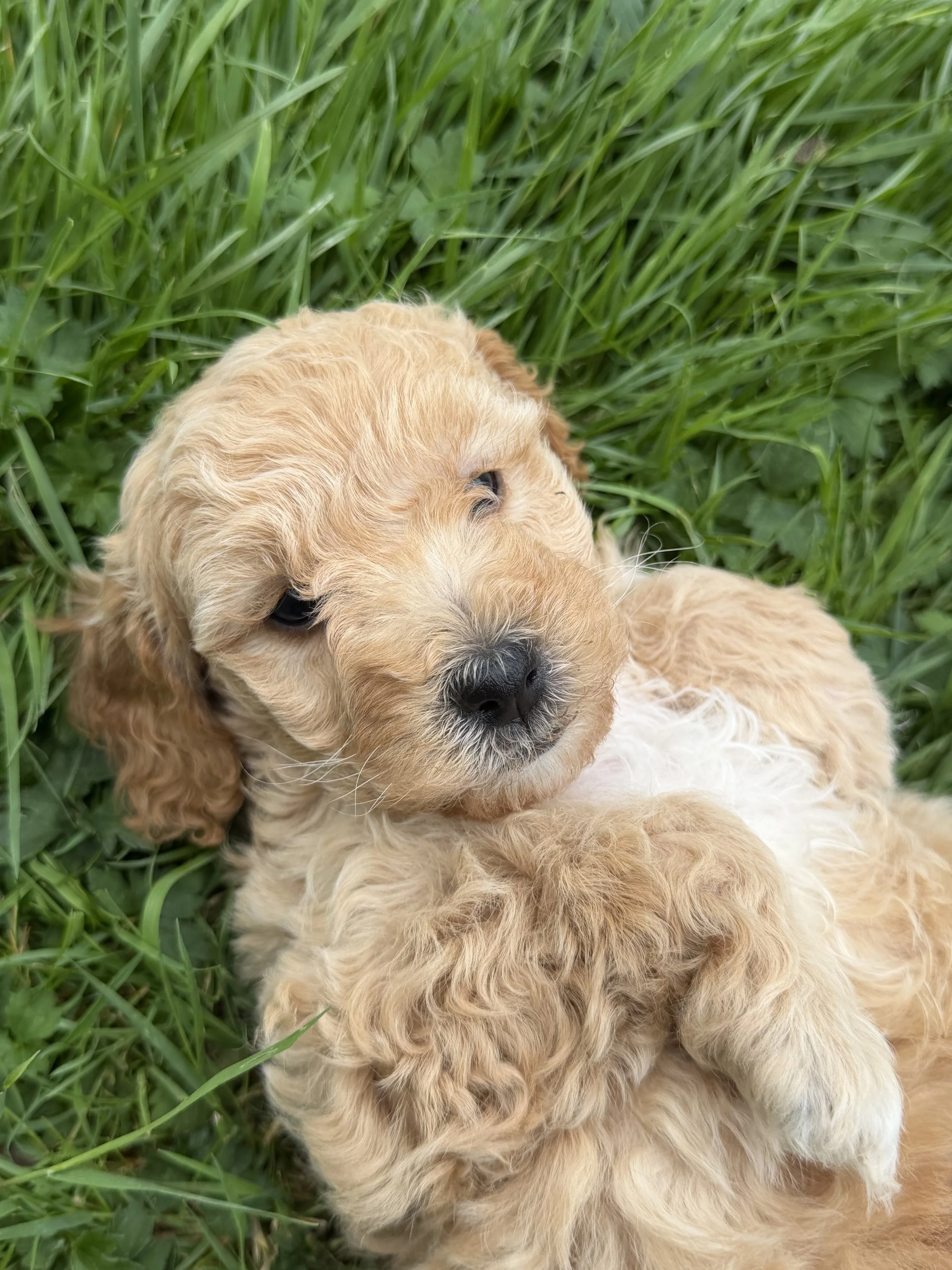 mini golden mountain doodle for sale in the Seattle, WA area, take home September