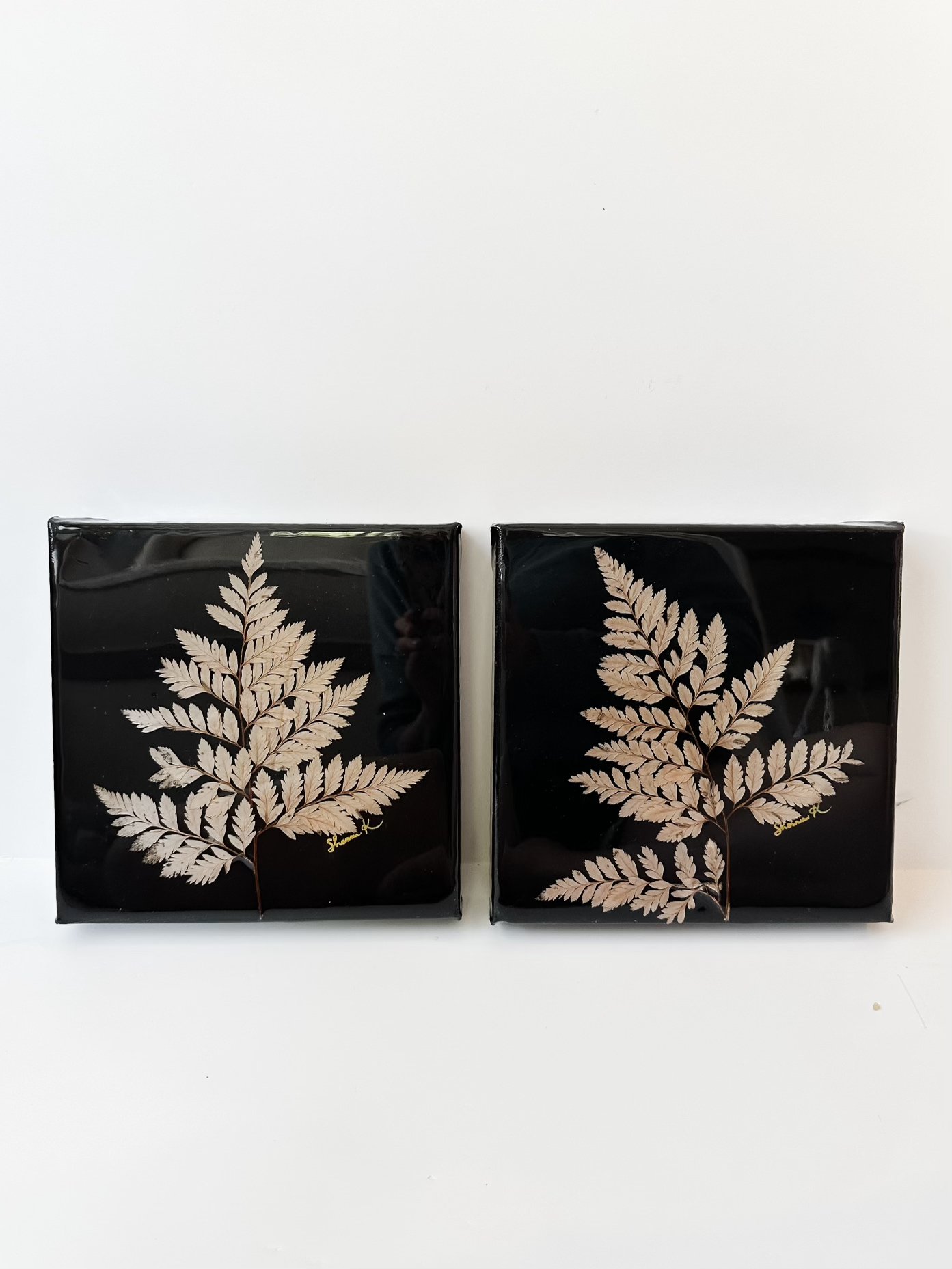 Leatherleaf ferns (front).jpg