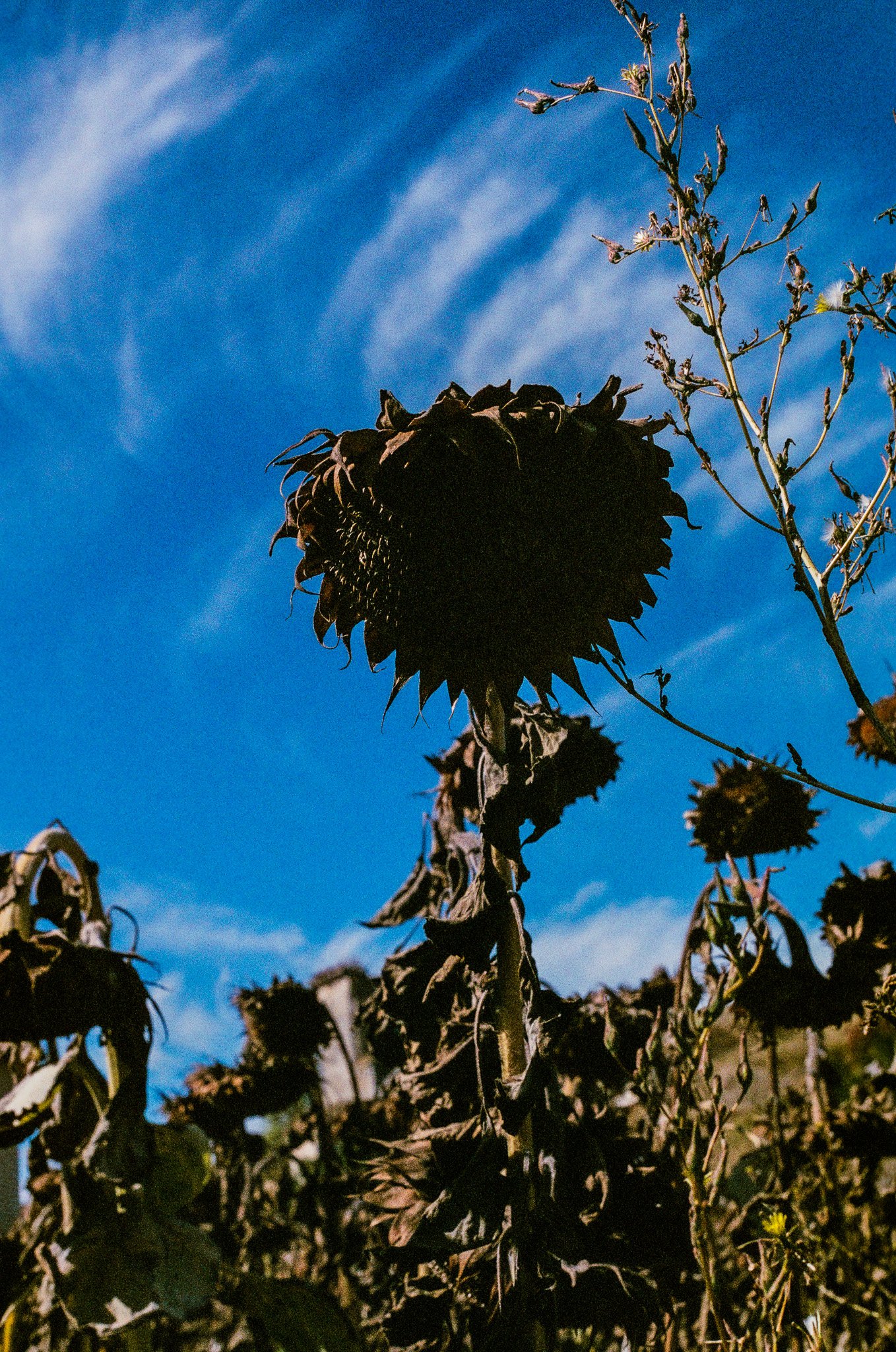 0016_15A.jpg