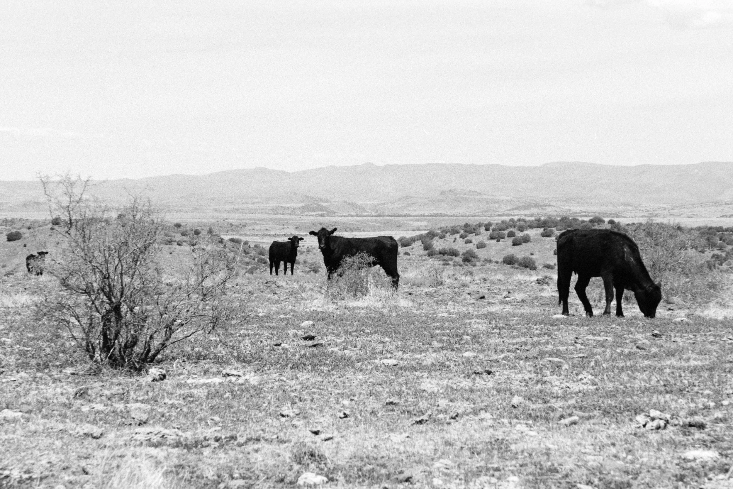 WEB_cow2.jpg