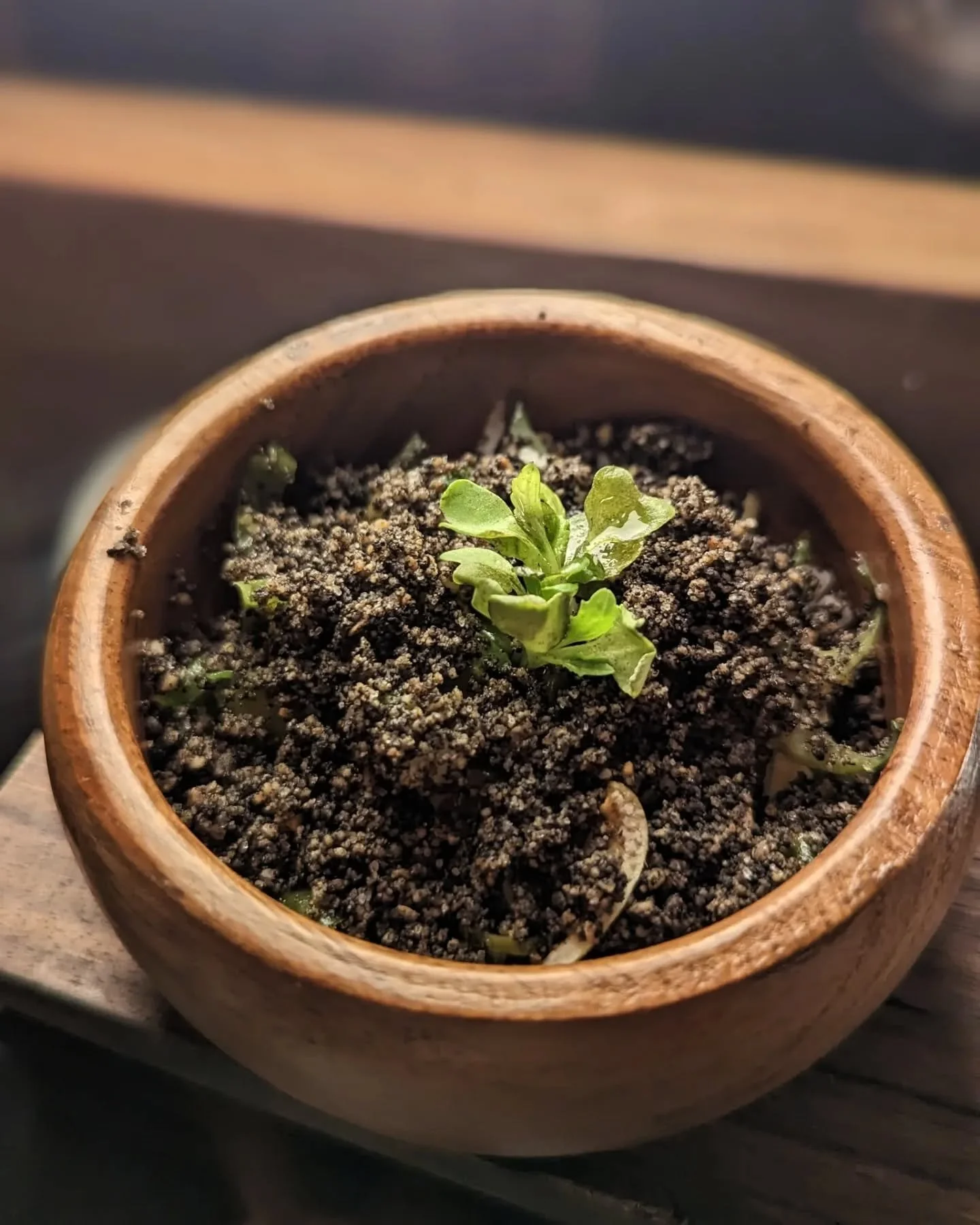 Been looking forward to this experience for a long time! Toyo, whose name translates to 'soy sauce', an ubiquitous ingredient in Filipino cooking, is a really exciting hotspot in Manila right now celebrating and highlighting all that Filipino food an