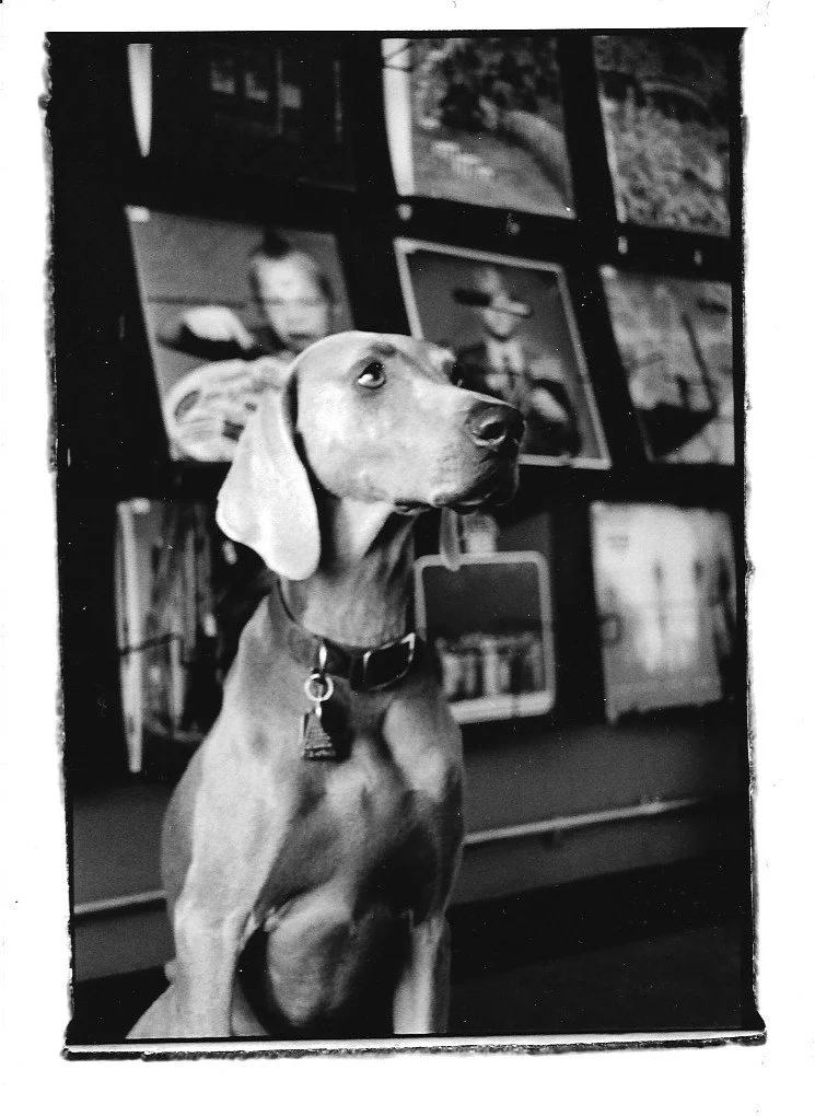 Lucy the Weimaraner dog inside Lucy's Record Sop/