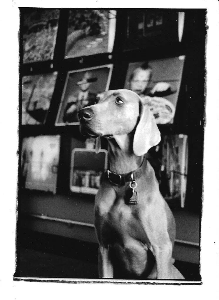 Black and White photo of Lucy the Weimaraner dog at Lucy's Record Shop