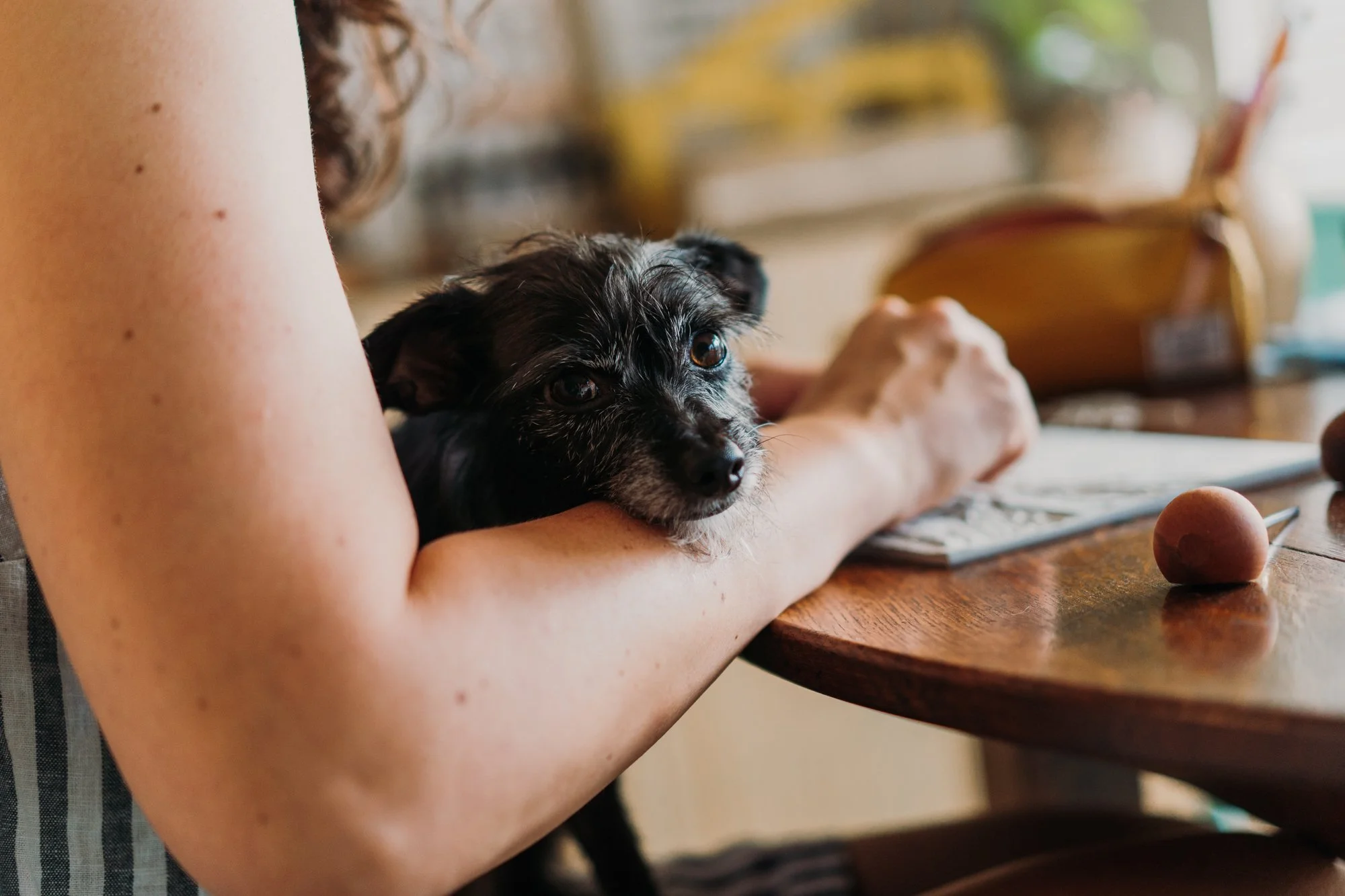 Ichabod the chihuahua.