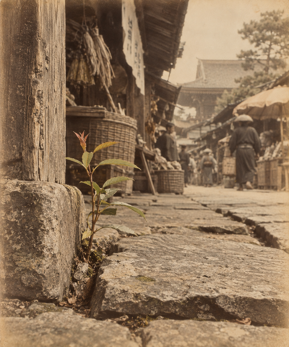Young sapling growing through an old Tokyo market street, symbolising the directional intelligence and emergence of Spring.