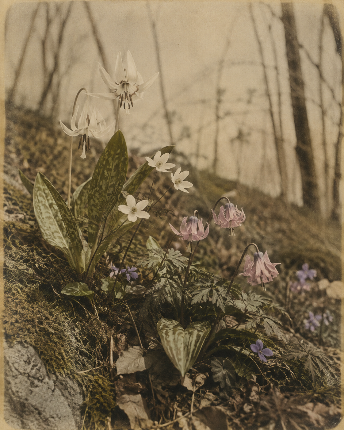 Early spring forest floor illustrating the Five Elements transition from Water to Wood