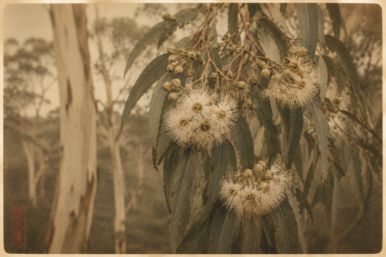 Eucalyptus blossoms in soft light representing spirit, intuition and the subtle dimensions of the natural world.