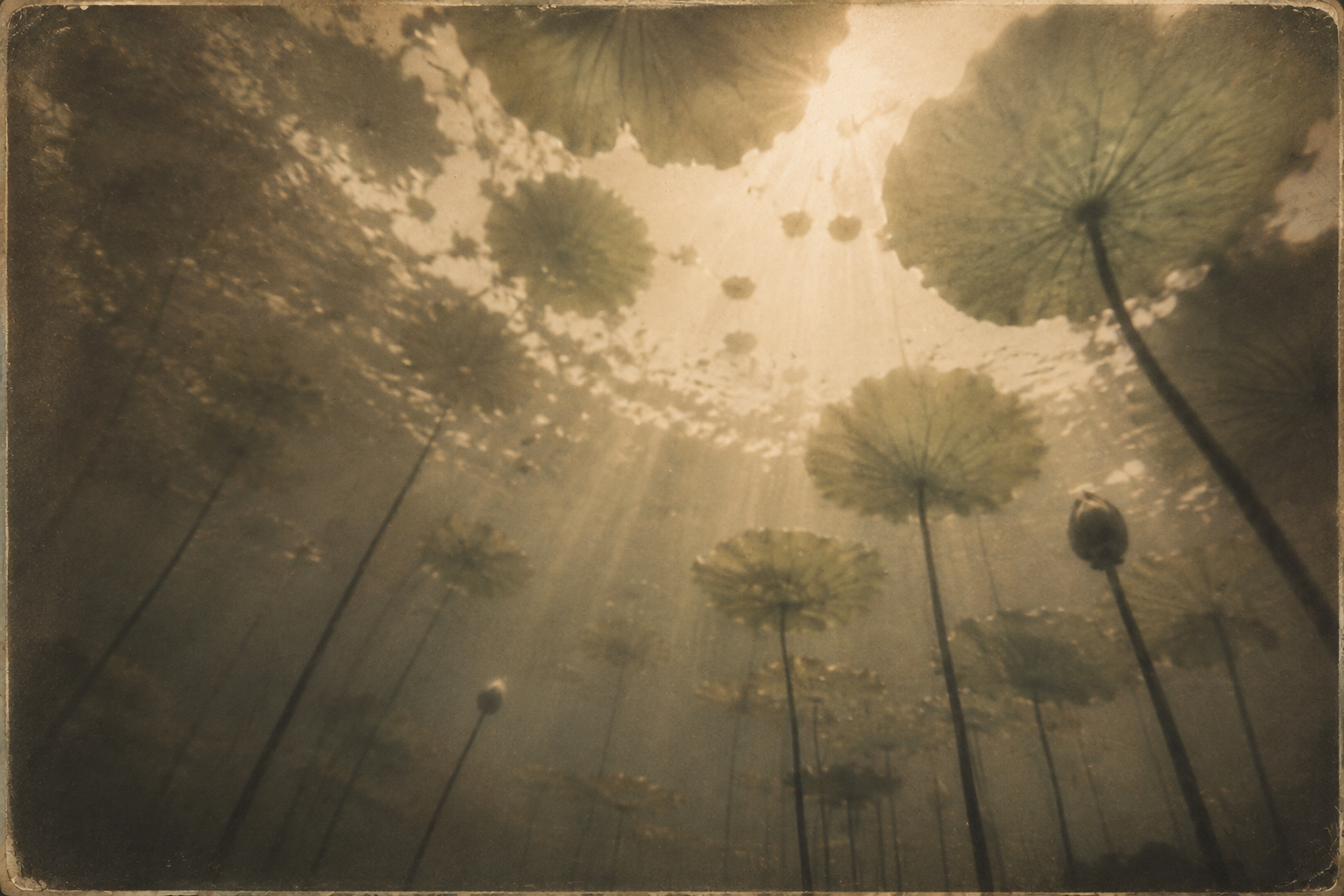 Looking upward through tall flowering plants into warm sunlight