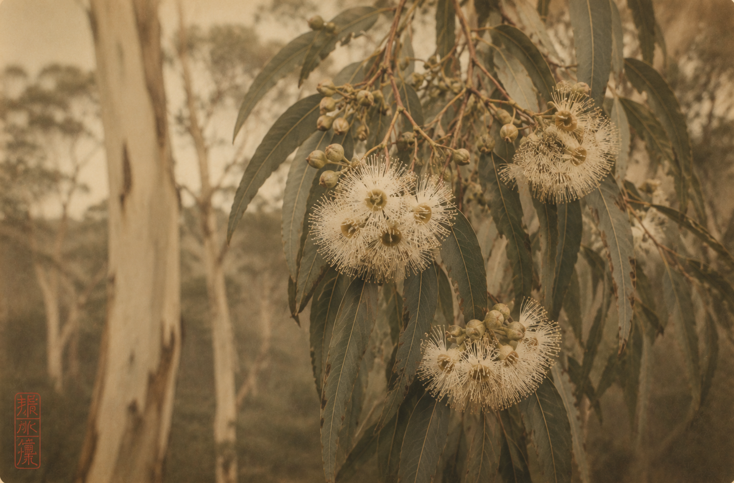 Flowering eucalyptus in an Australian forest, representing nature-based spirituality, seasonal wisdom and the relationship between the natural world and the human psyche.
