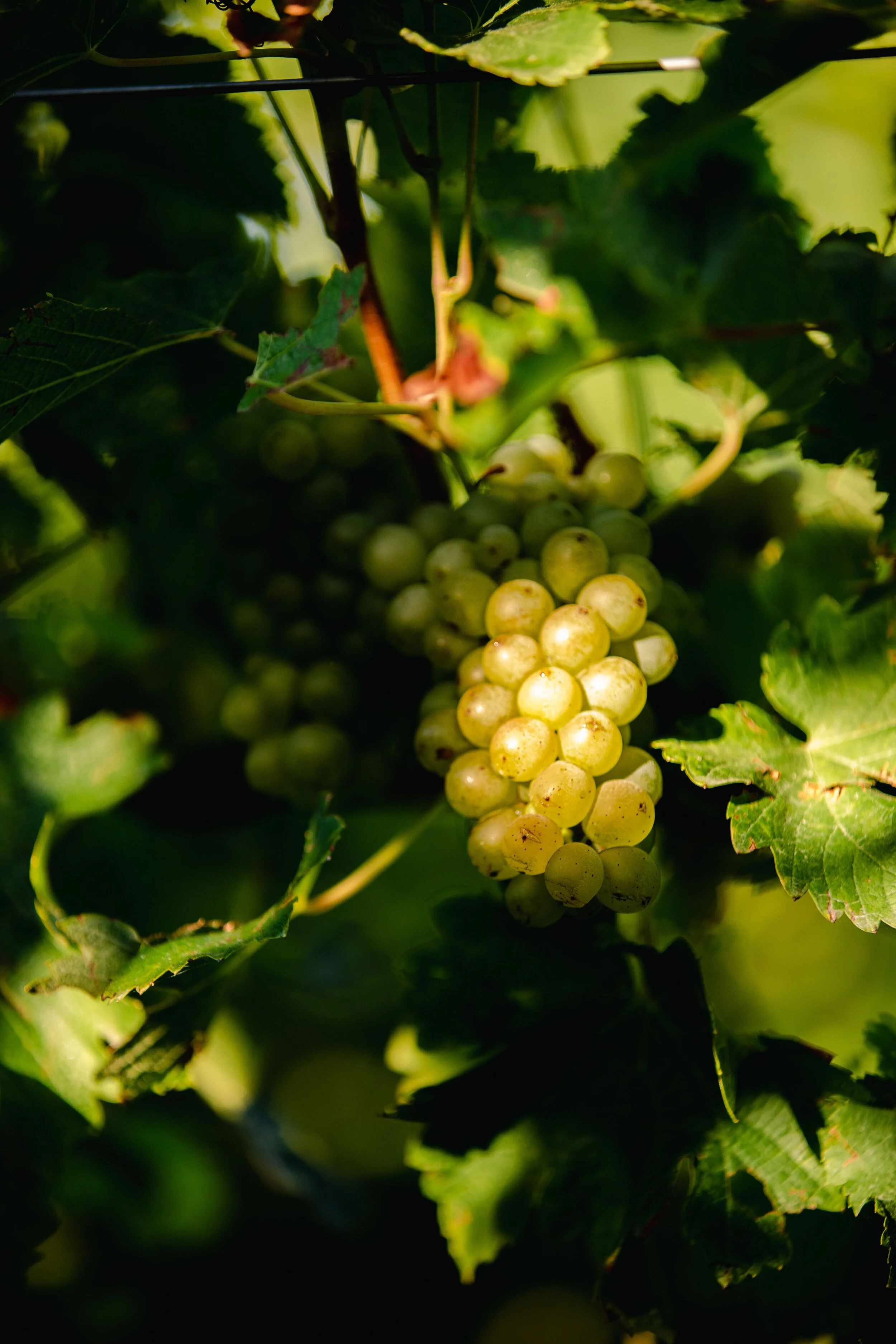 Job_6466_Lake Road Wines42.jpeg