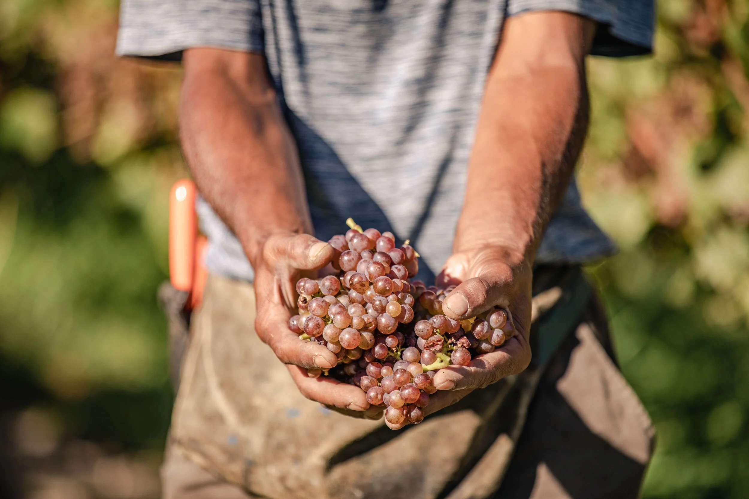 Job_6466_Lake Road Wines309.jpeg