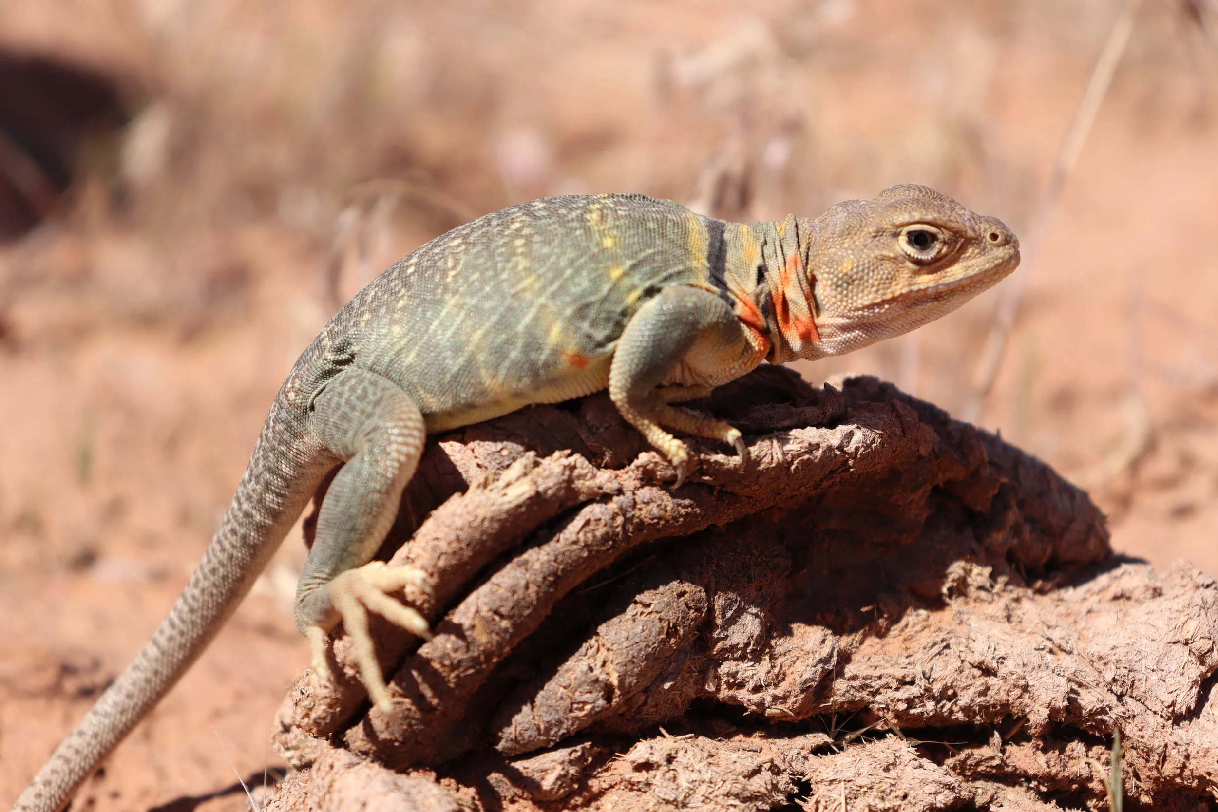 Great Basin collared lizard, Yellowcat, UT