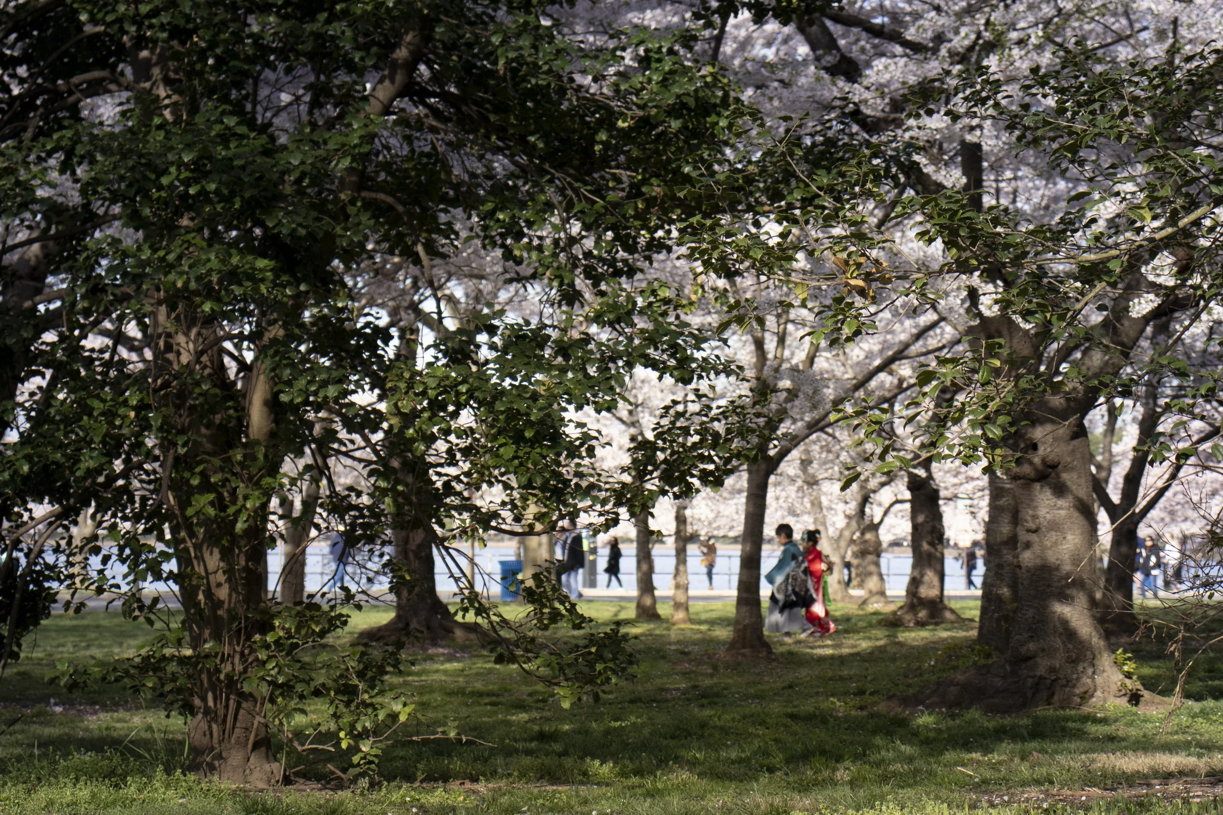The normally crowded tidal basin is sparse in March of 2020, a few days before the city went into lockdown.