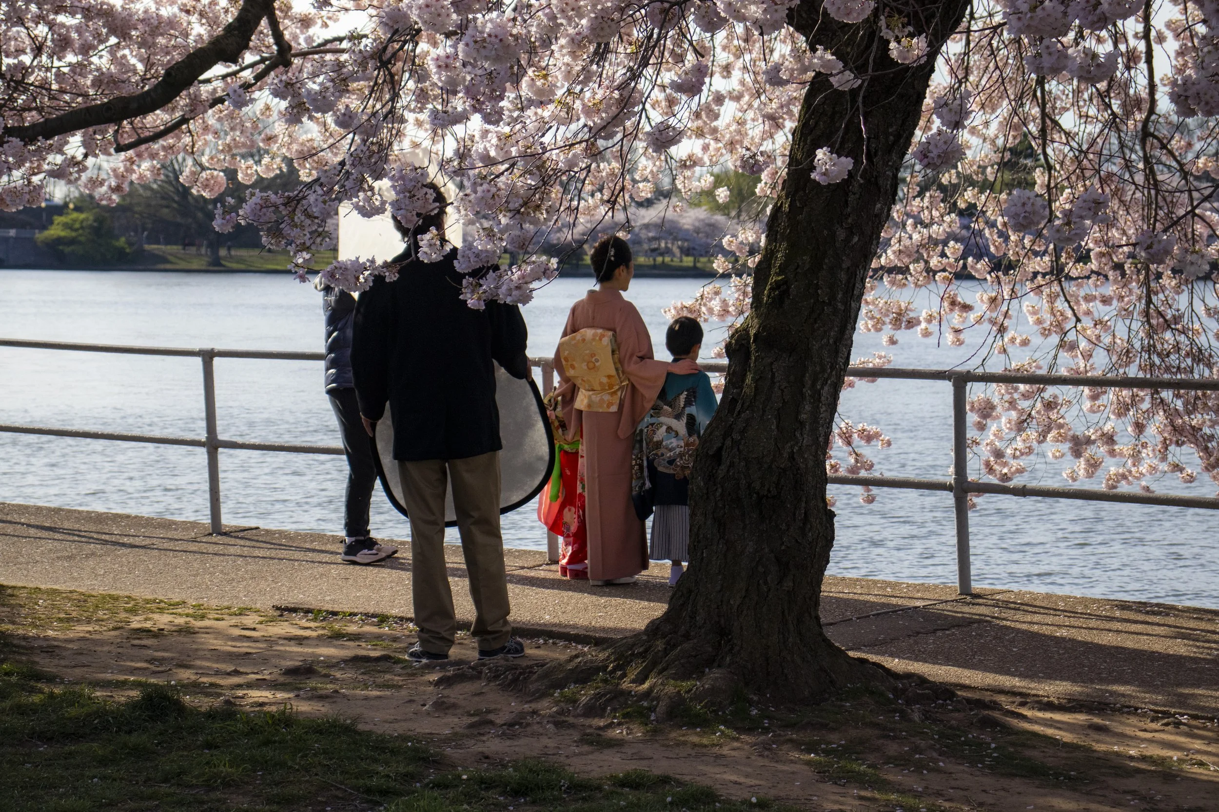 A family takes photos under the DC cherry blossoms, March 2020